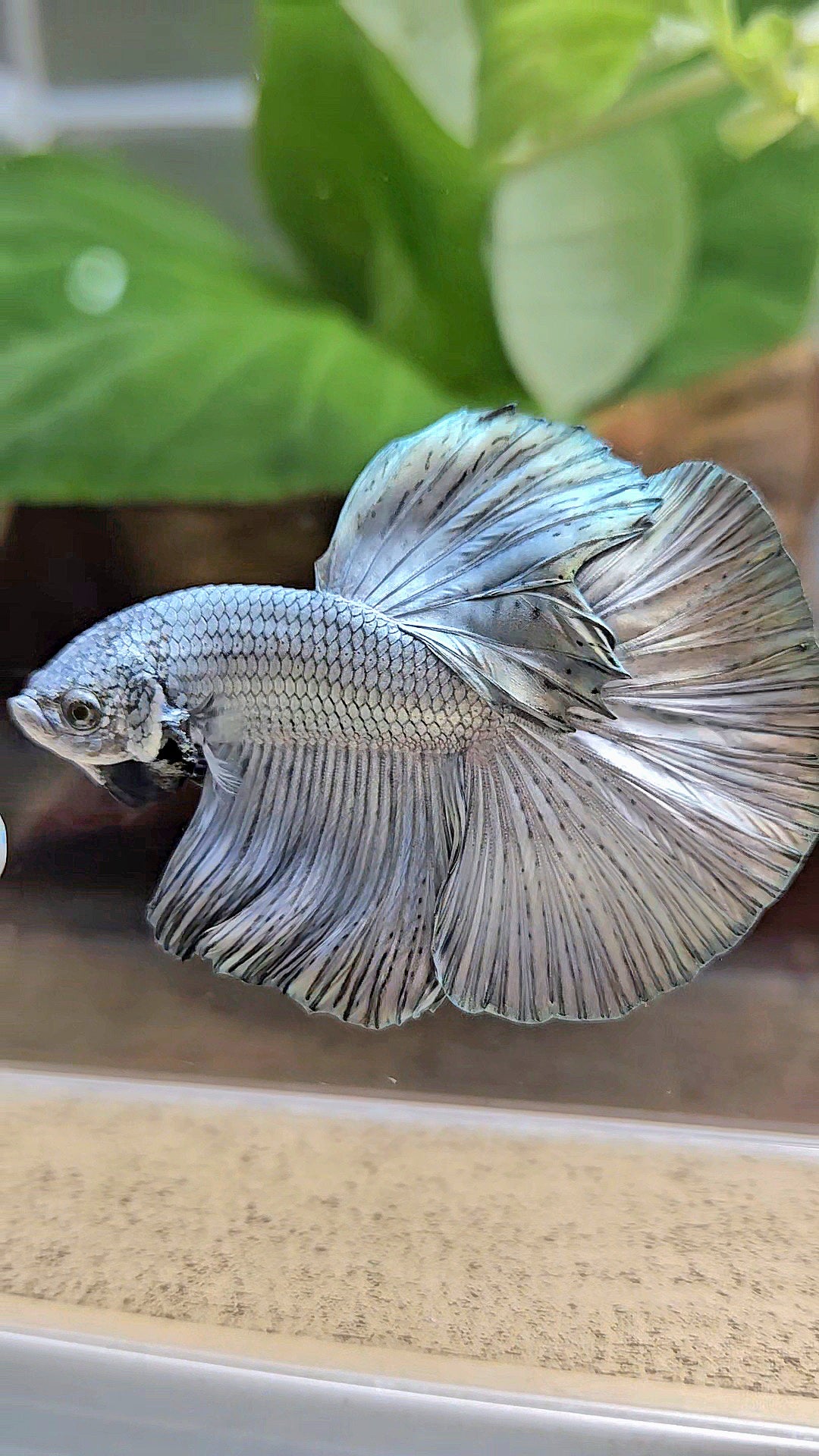 HALFMOON ROSETAIL SUPER COPPER METALLIC SOLID BETTA FISH