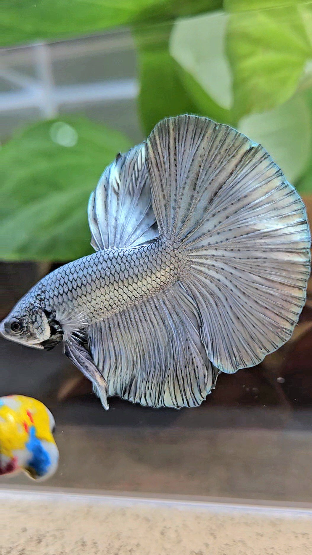 HALFMOON ROSETAIL SUPER COPPER METALLIC SOLID BETTA FISH