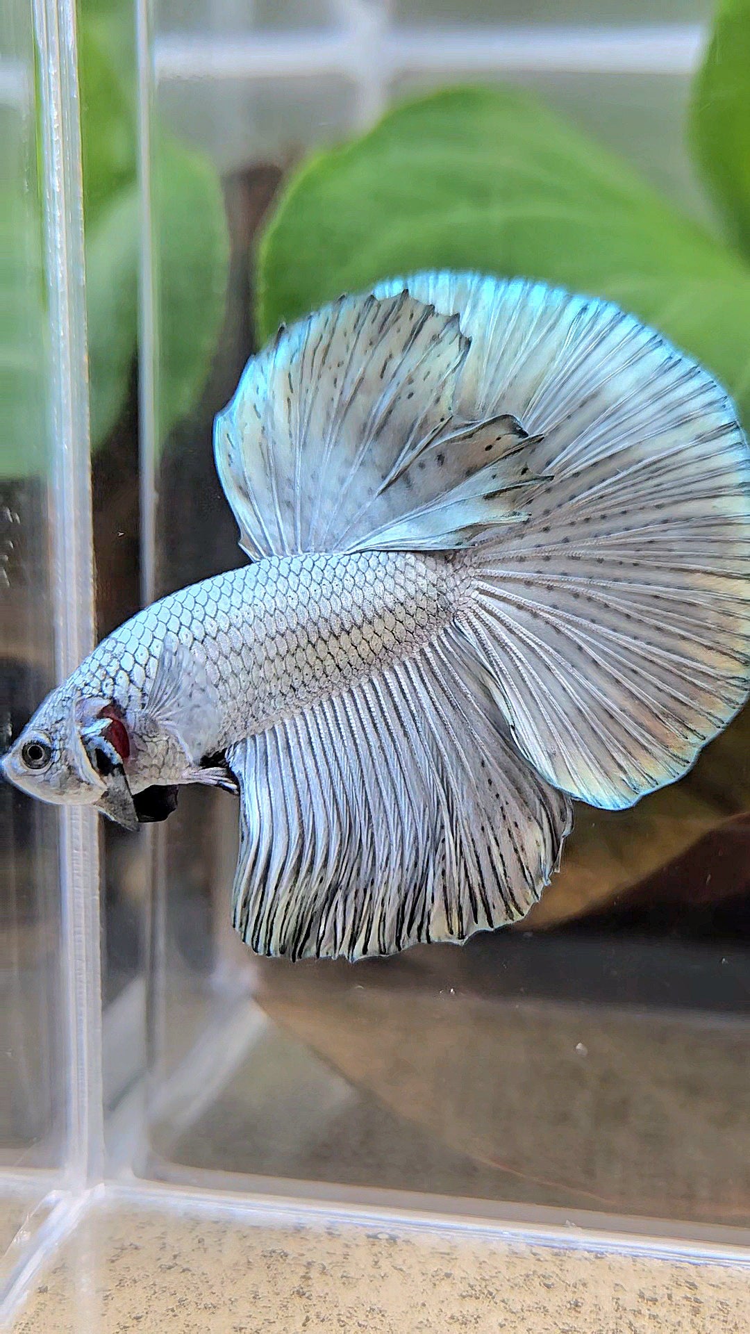 HALFMOON ROSETAIL SUPER COPPER METALLIC SOLID BETTA FISH