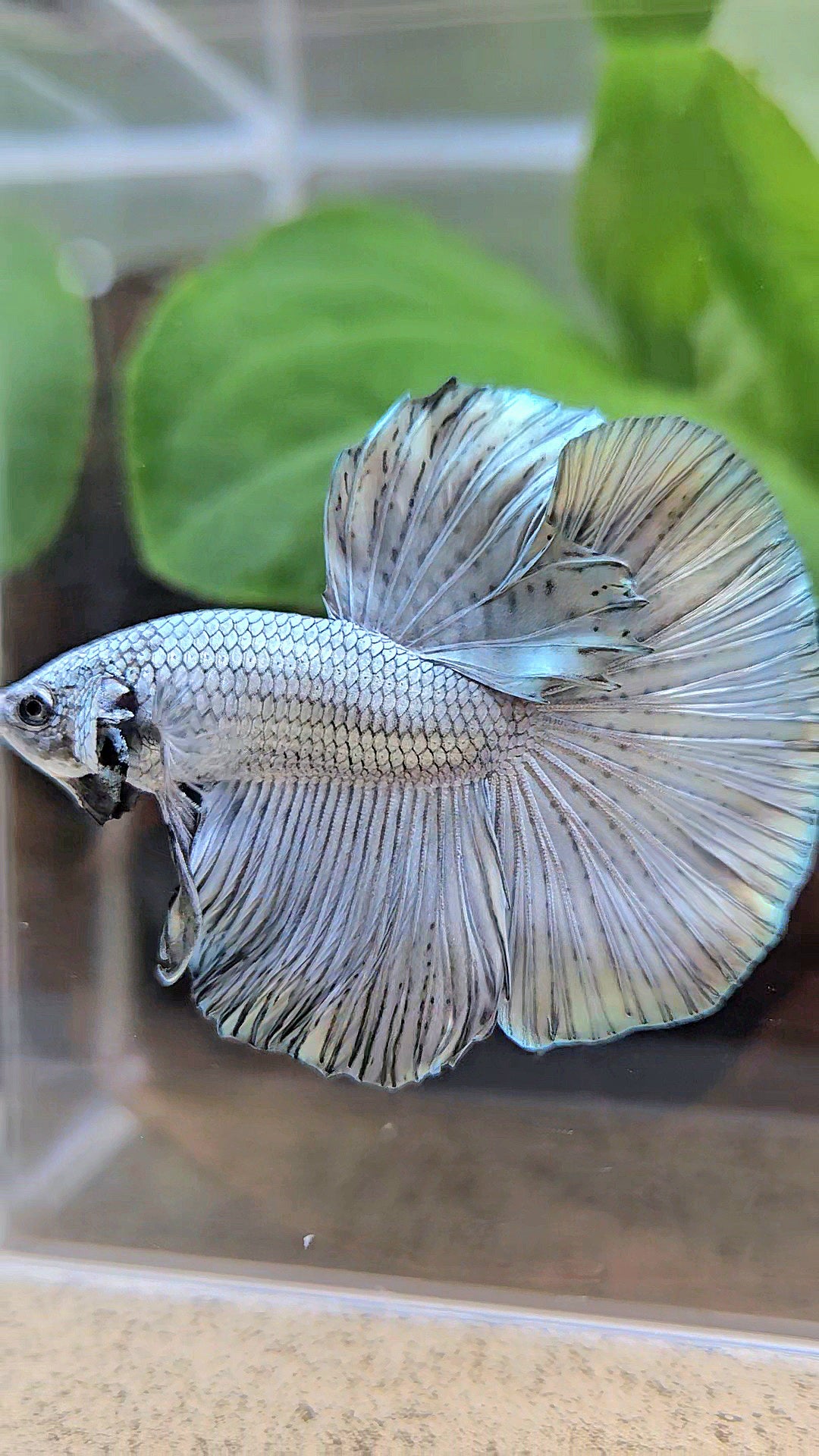 HALFMOON ROSETAIL SUPER COPPER METALLIC SOLID BETTA FISH