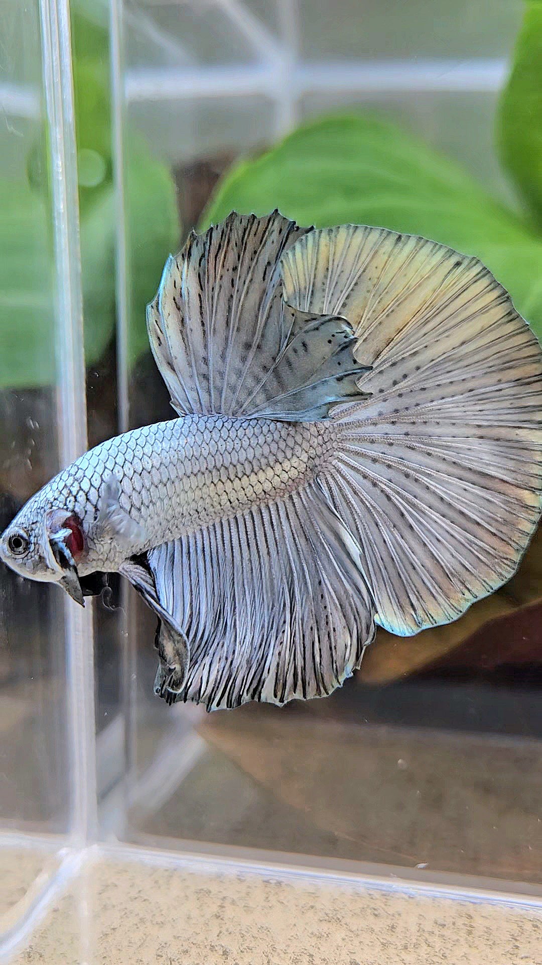 HALFMOON ROSETAIL SUPER COPPER METALLIC SOLID BETTA FISH