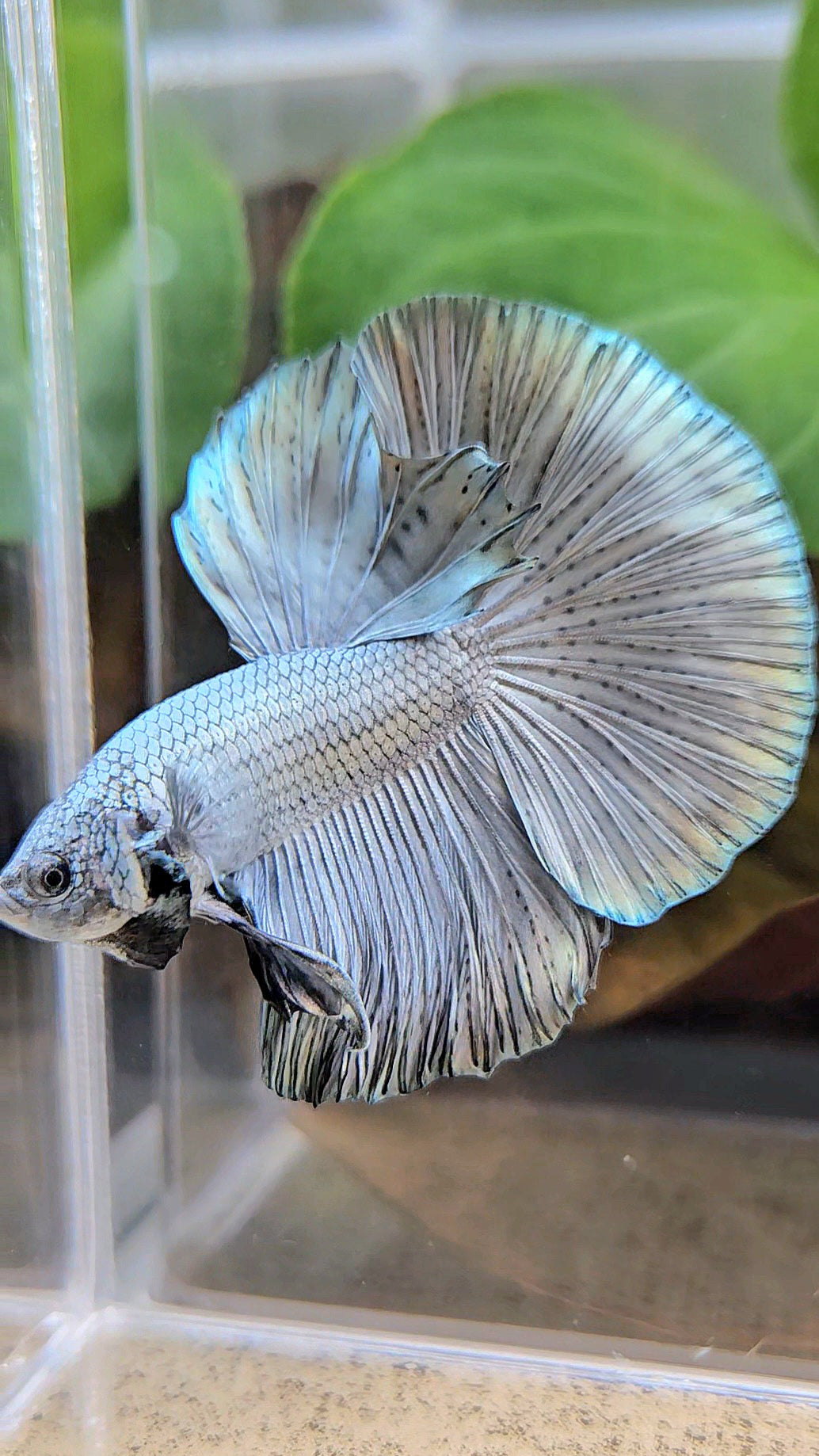 HALFMOON ROSETAIL SUPER COPPER METALLIC SOLID BETTA FISH