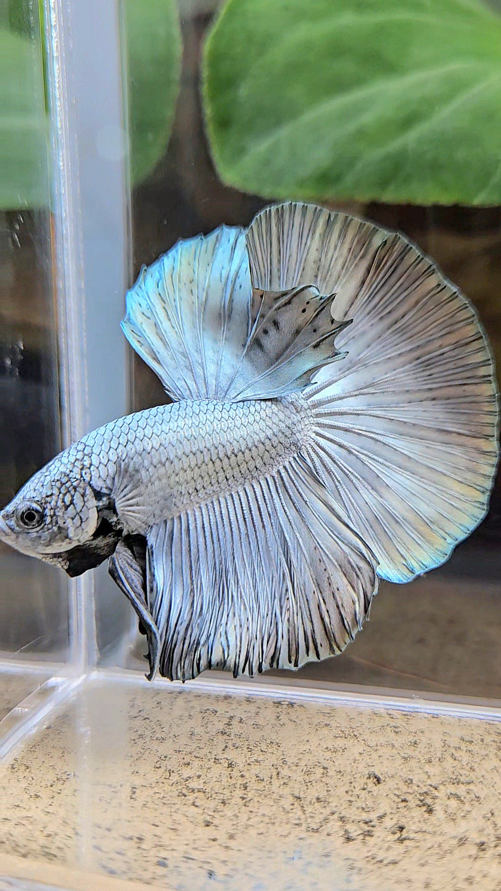 HALFMOON ROSETAIL SUPER COPPER METALLIC SOLID BETTA FISH