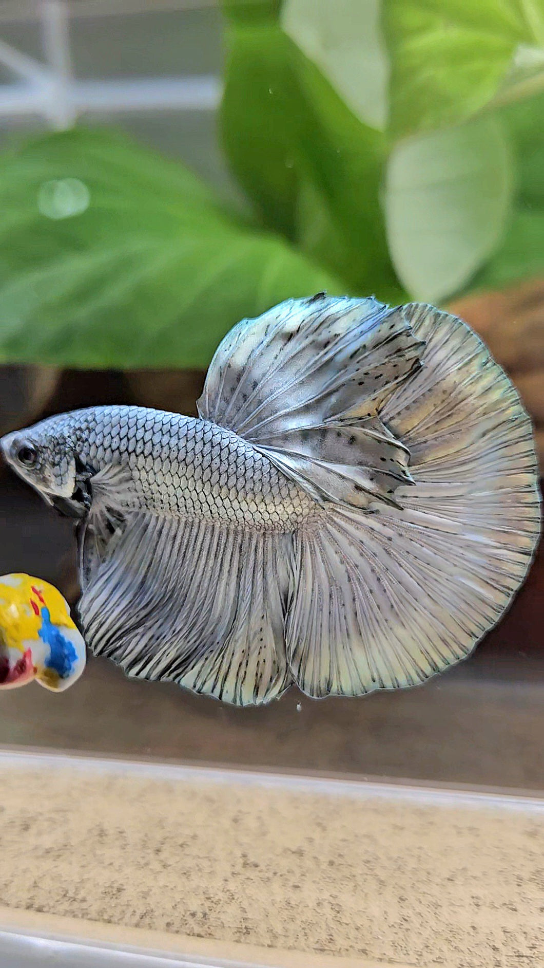 HALFMOON ROSETAIL SUPER COPPER METALLIC SOLID BETTA FISH