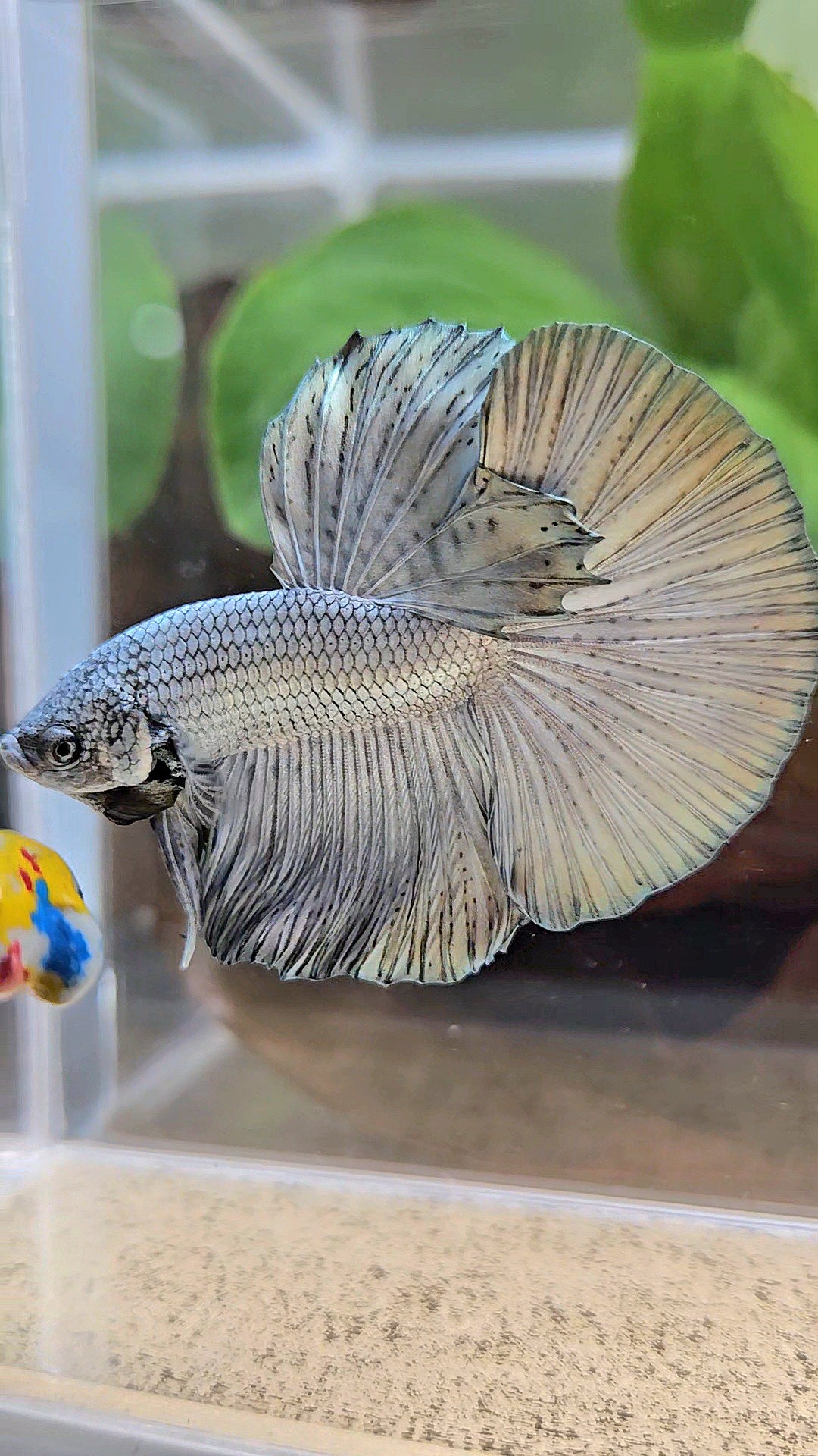 HALFMOON ROSETAIL SUPER COPPER METALLIC SOLID BETTA FISH