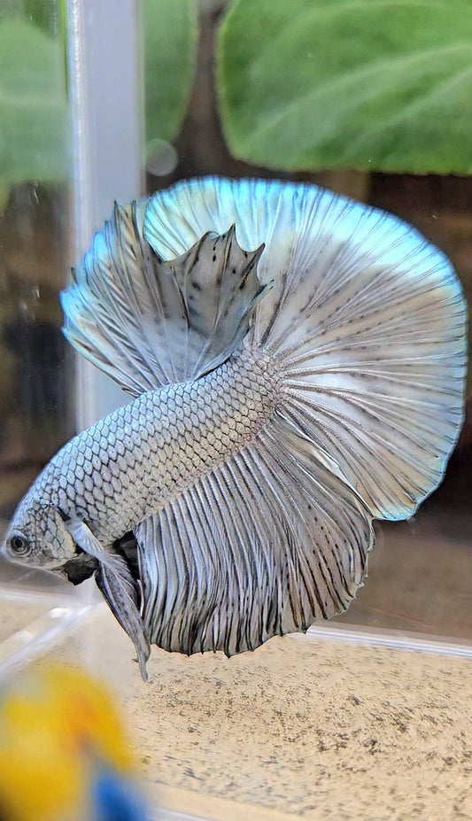 HALFMOON ROSETAIL SUPER COPPER METALLIC SOLID BETTA FISH