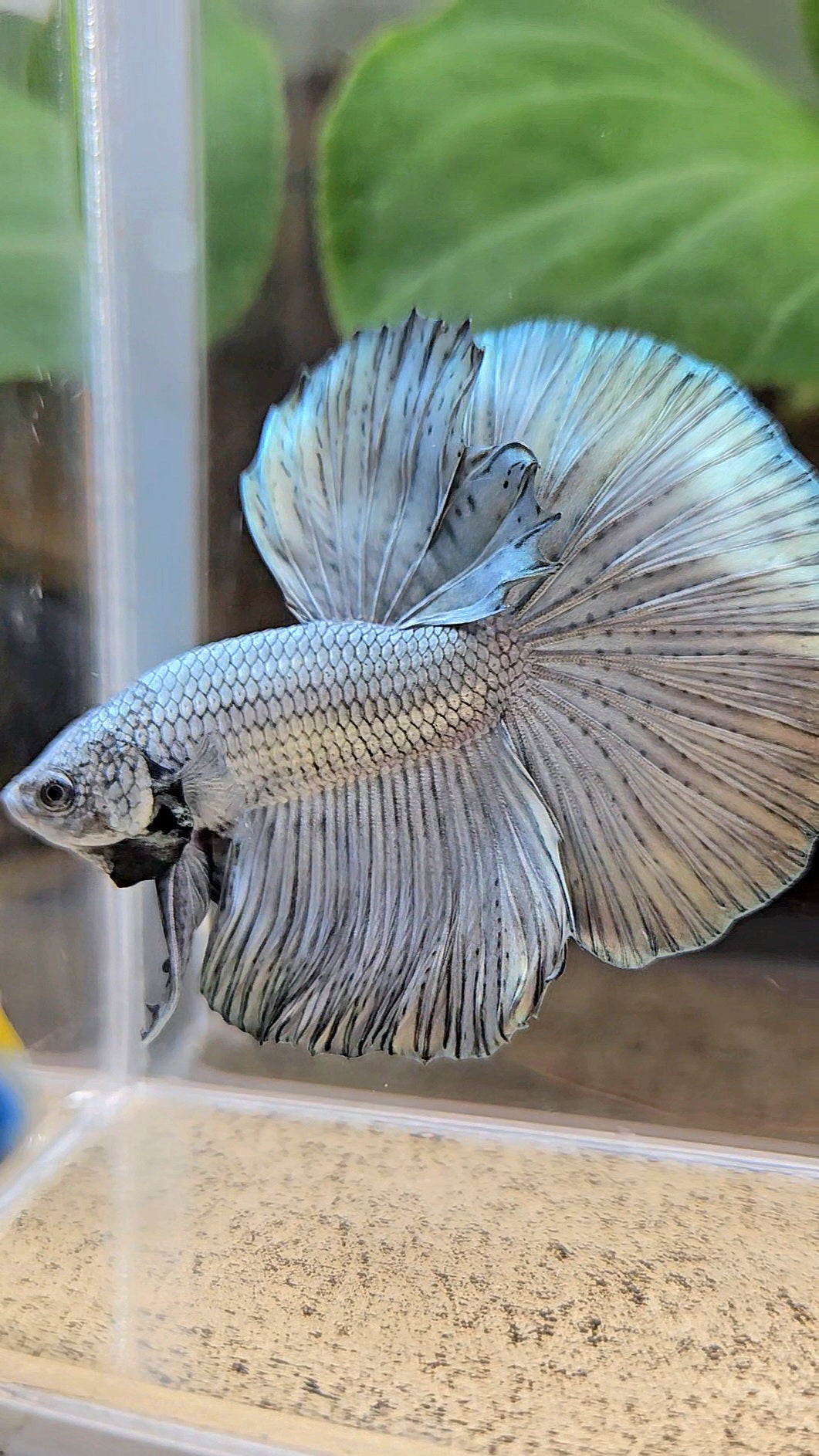 HALFMOON ROSETAIL SUPER COPPER METALLIC SOLID BETTA FISH