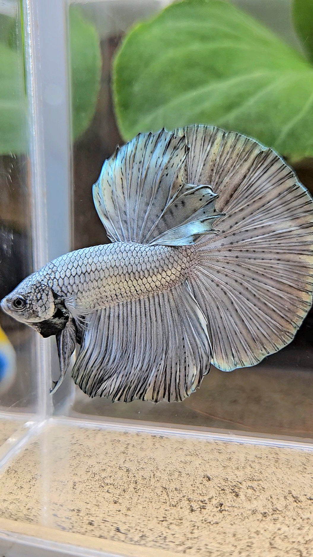 HALFMOON ROSETAIL SUPER COPPER METALLIC SOLID BETTA FISH