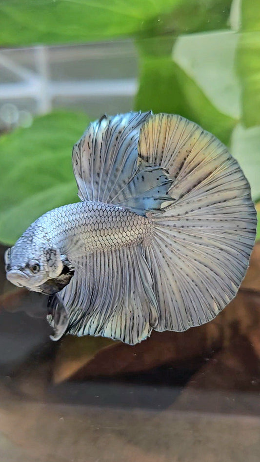 HALFMOON ROSETAIL SUPER COPPER METALLIC SOLID BETTA FISH