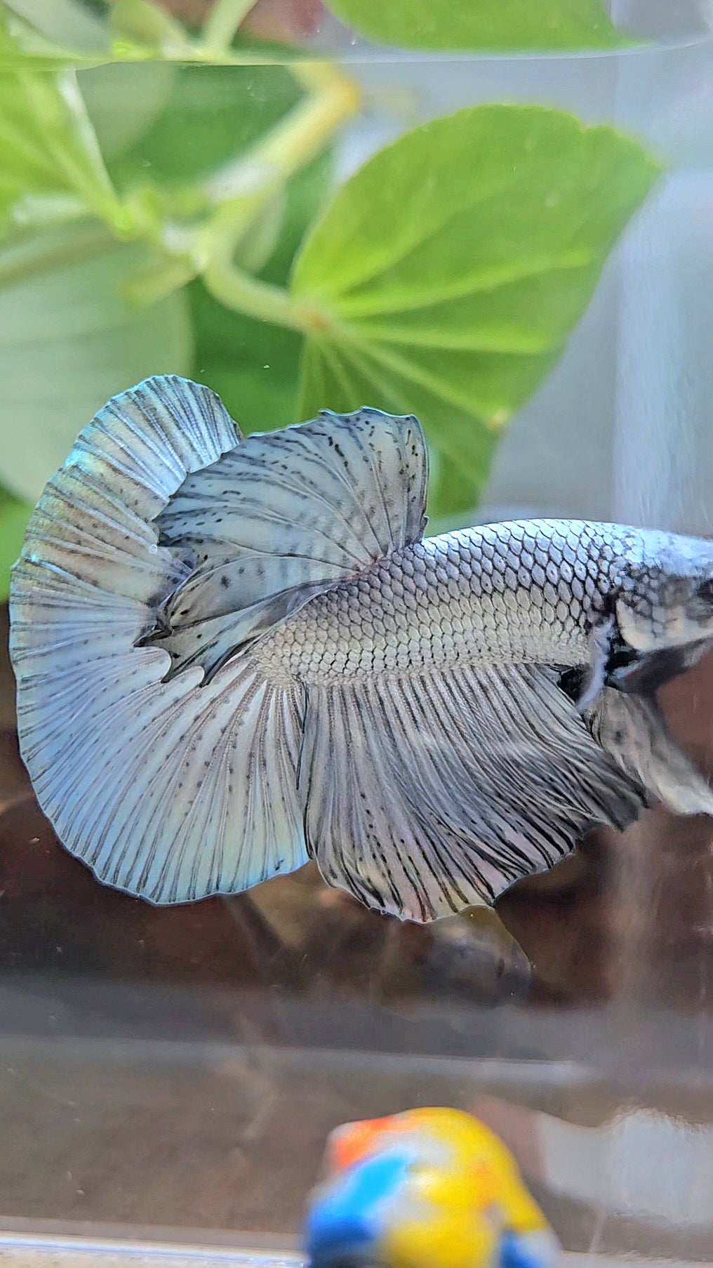 HALFMOON ROSETAIL SUPER COPPER METALLIC SOLID BETTA FISH