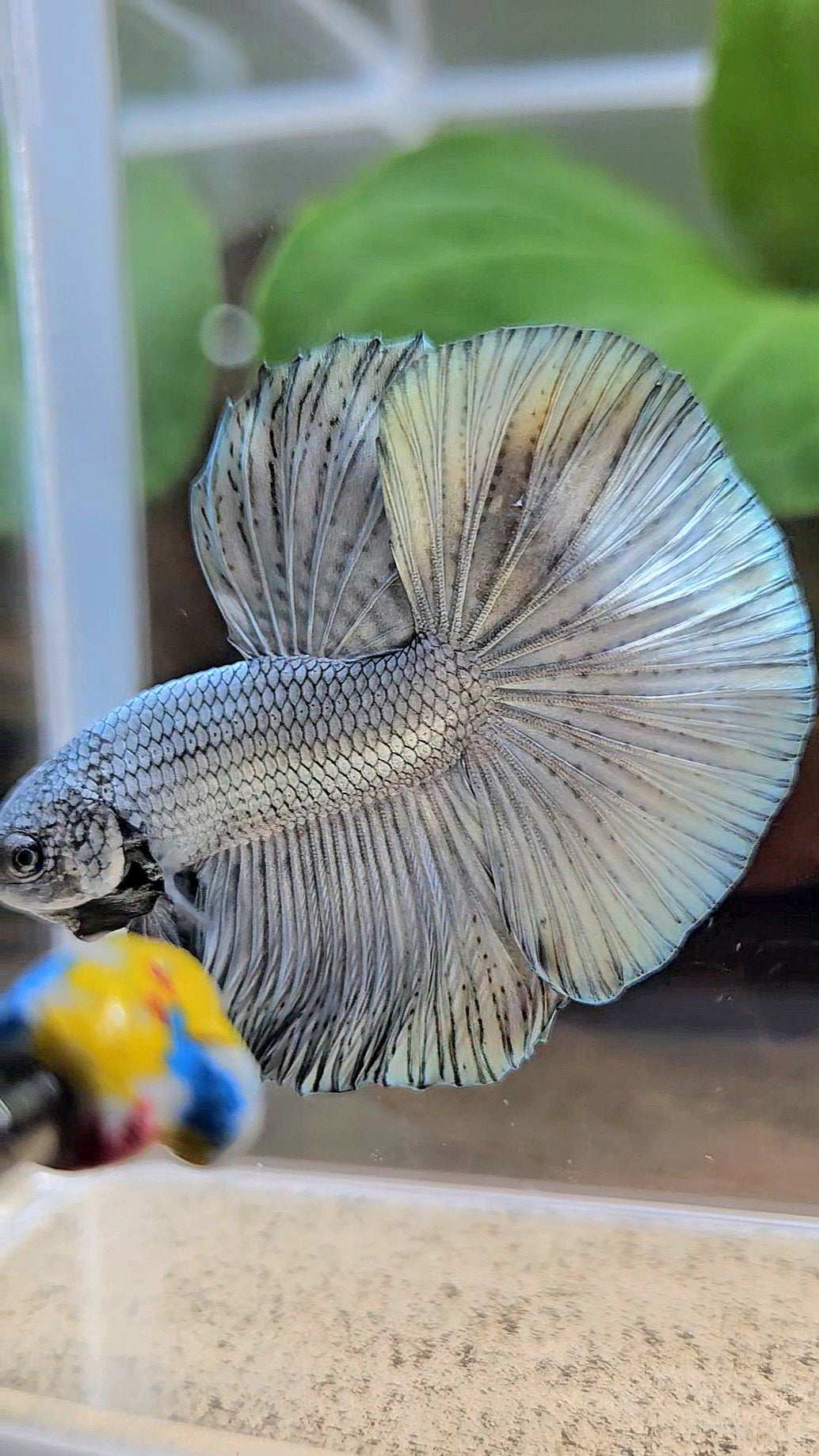 HALFMOON ROSETAIL SUPER COPPER METALLIC SOLID BETTA FISH