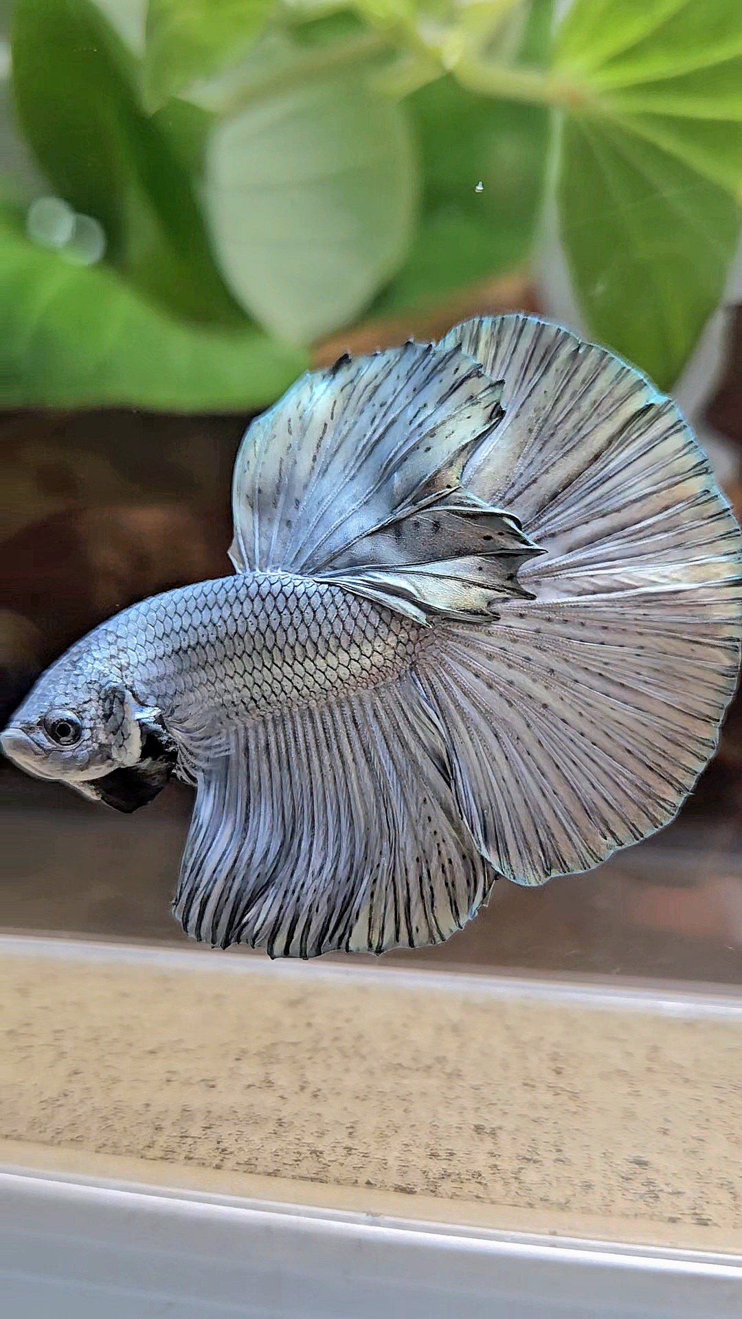 HALFMOON ROSETAIL SUPER COPPER METALLIC SOLID BETTA FISH