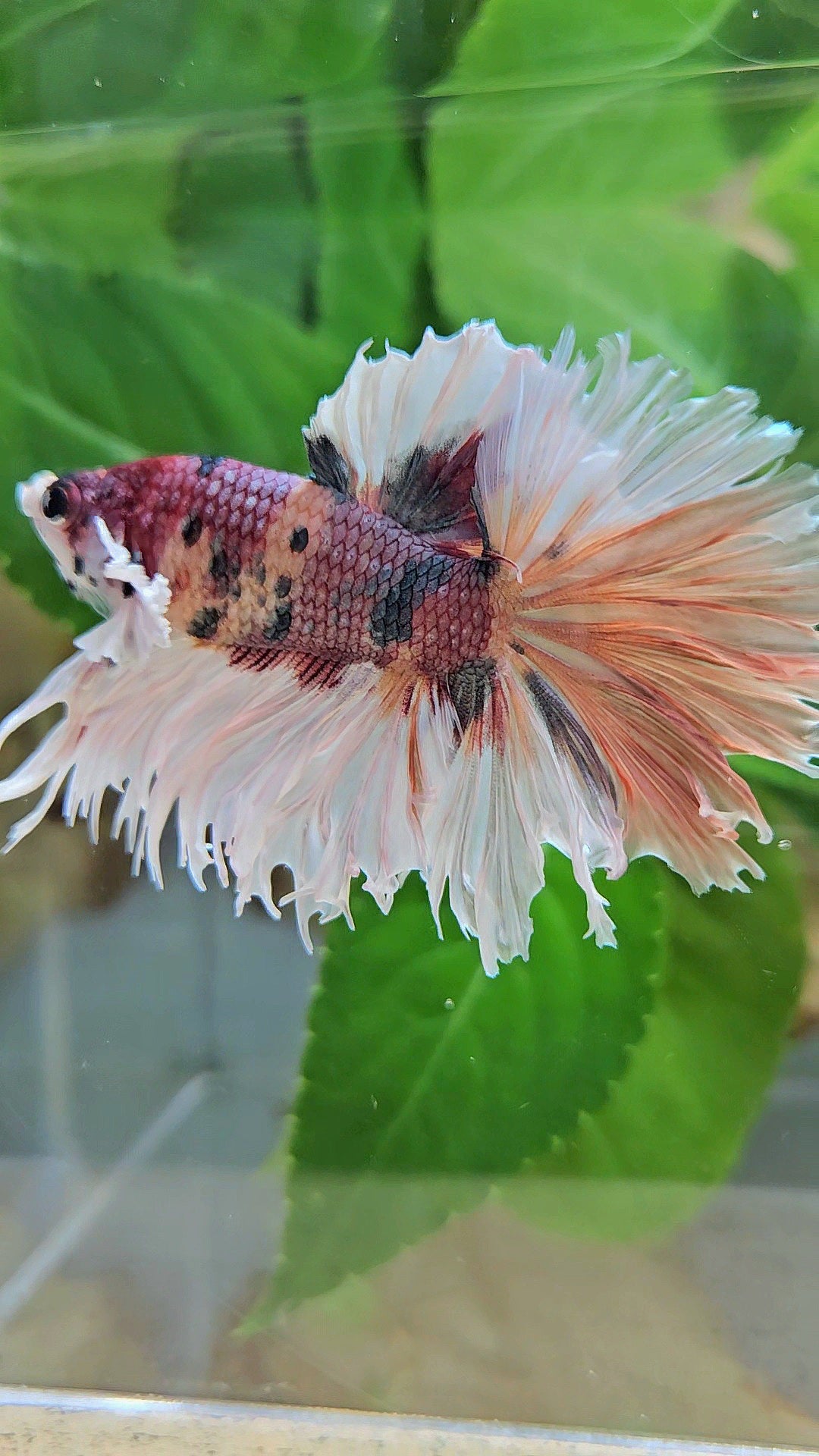 HALFMOON CROWNTAIL BIG EAR COPPER FANCY MULTICOLOR BETTA FISH