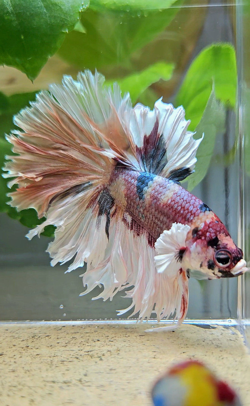 HALFMOON CROWNTAIL BIG EAR COPPER FANCY MULTICOLOR BETTA FISH