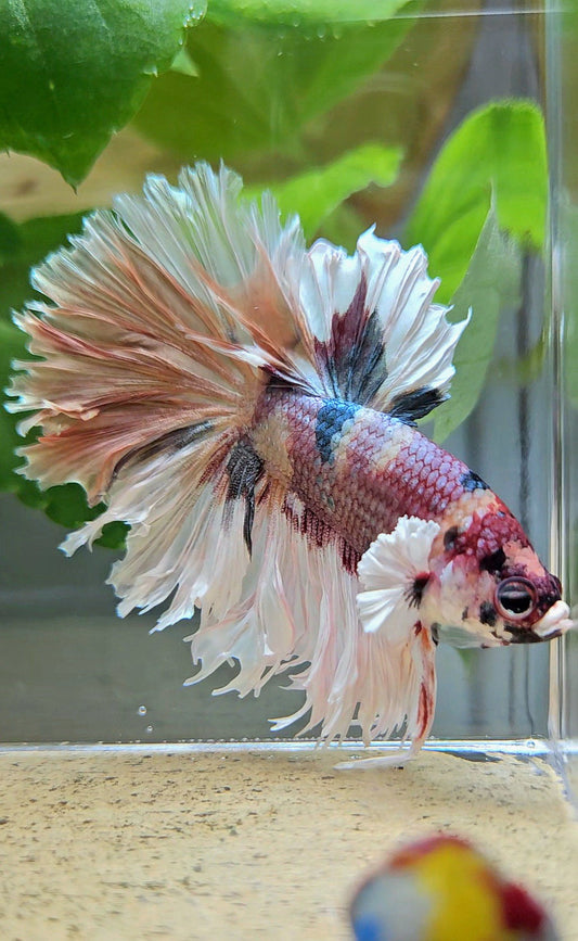 HALFMOON CROWNTAIL BIG EAR COPPER FANCY MULTICOLOR BETTA FISH