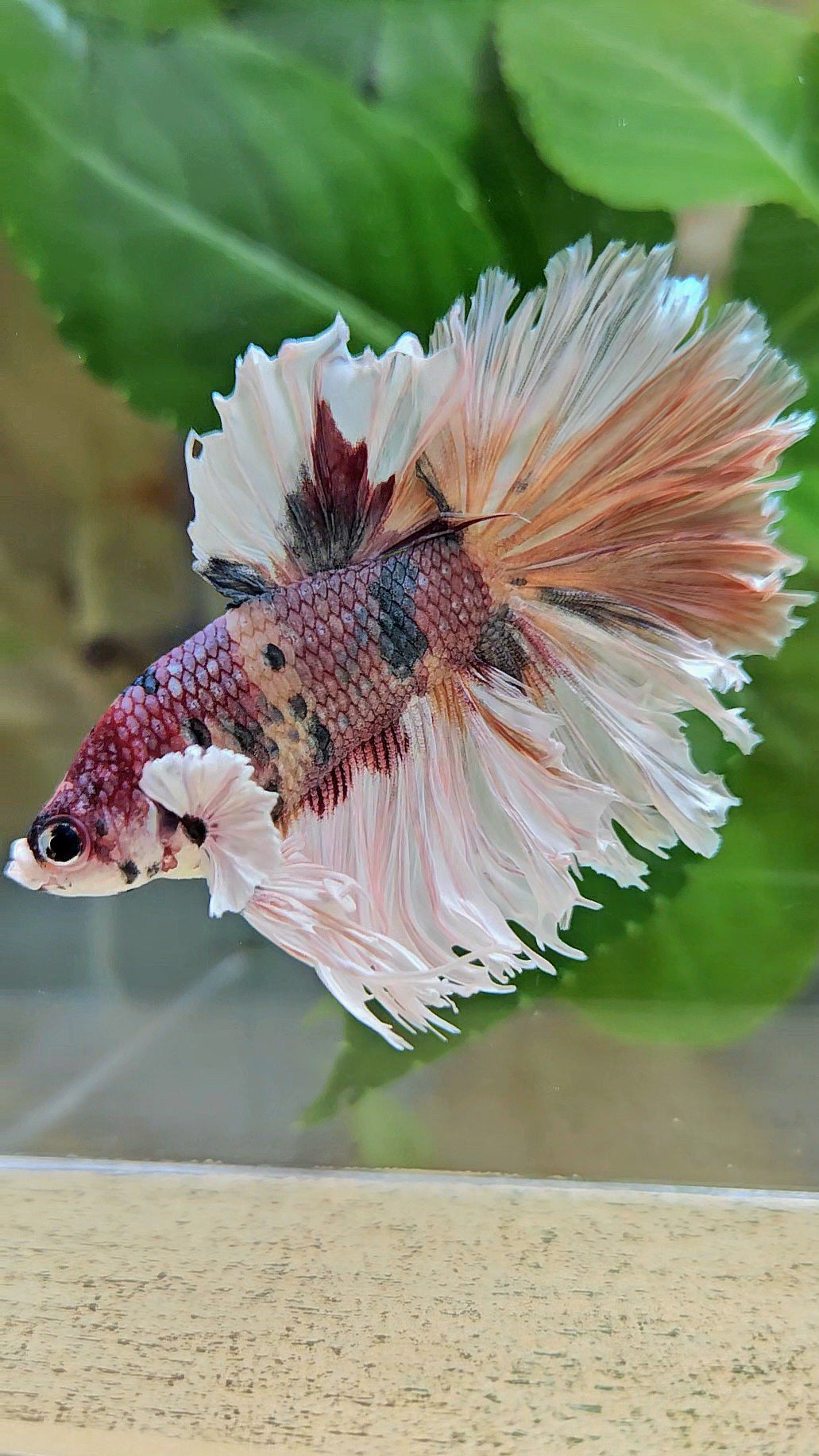 HALFMOON CROWNTAIL BIG EAR COPPER FANCY MULTICOLOR BETTA FISH