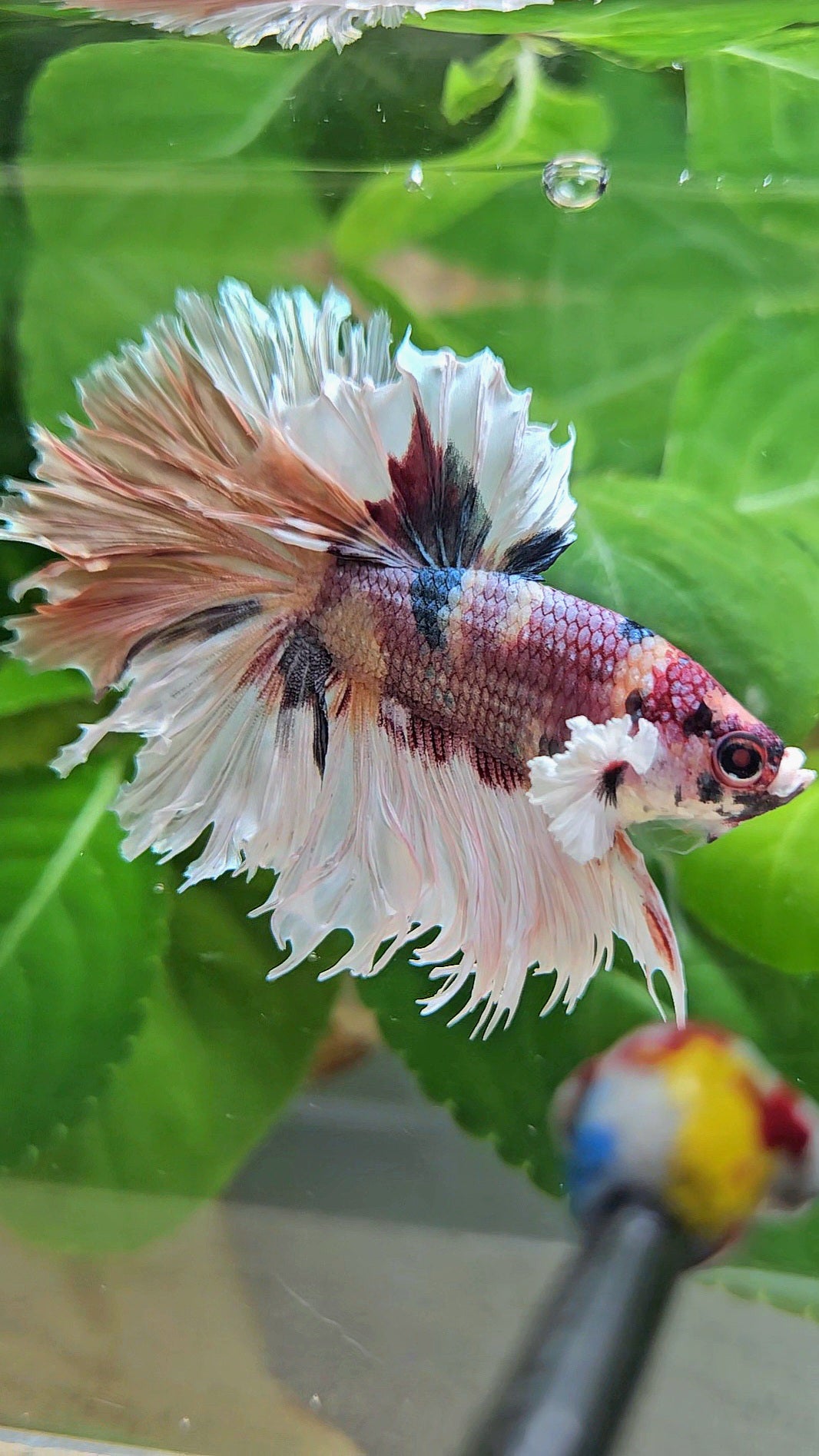 HALFMOON CROWNTAIL BIG EAR COPPER FANCY MULTICOLOR BETTA FISH