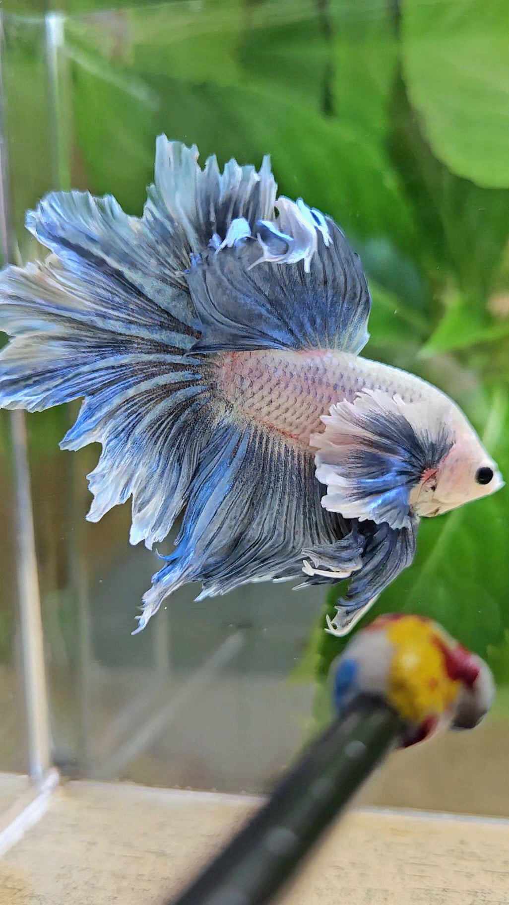 HALFMOON DUMBO EAR BLUE GRIZZLE BETTA FISH
