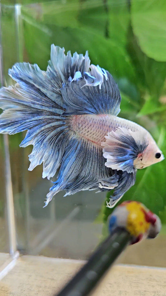 HALFMOON DUMBO EAR BLUE GRIZZLE BETTA FISH