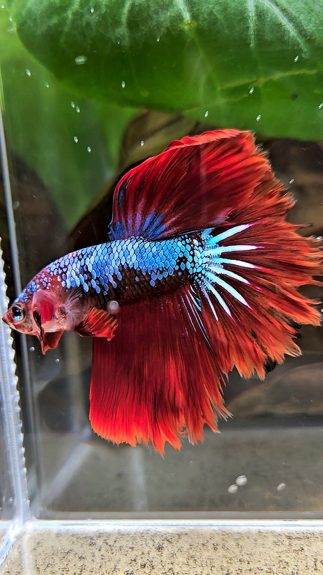 HALFMOON ROSETAIL BLUE FANCY RED VAMPIRE BETTA FISH