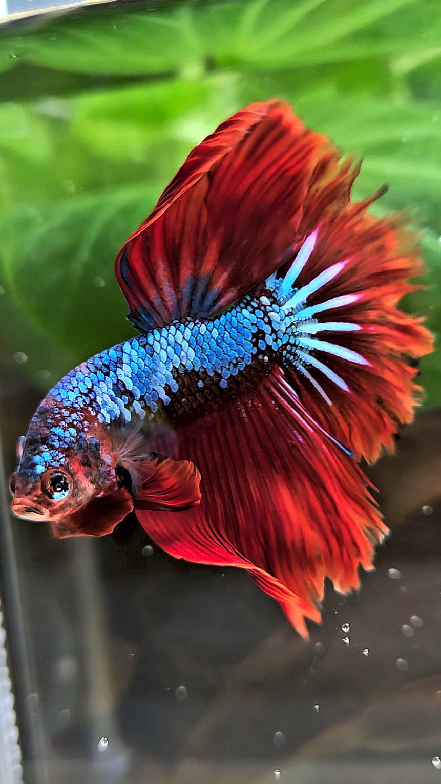 HALFMOON ROSETAIL BLUE FANCY RED VAMPIRE BETTA FISH