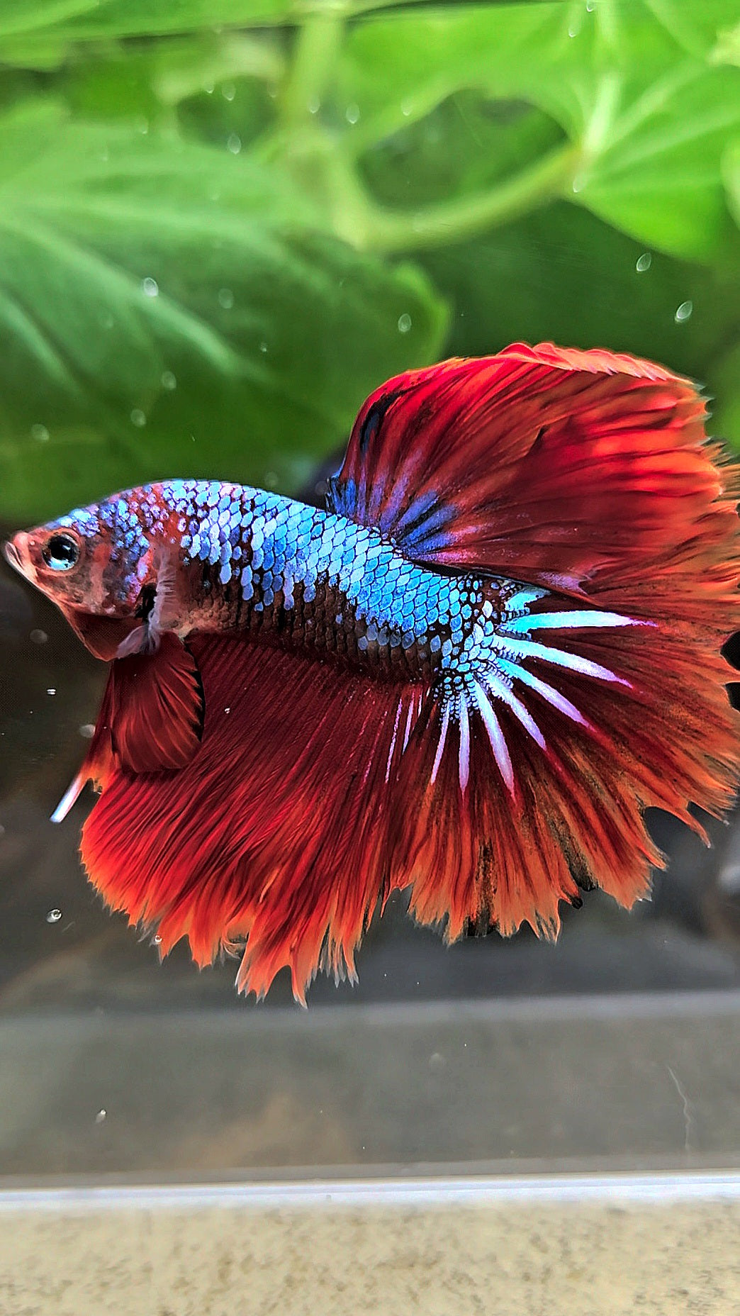 HALFMOON ROSETAIL BLUE FANCY RED VAMPIRE BETTA FISH