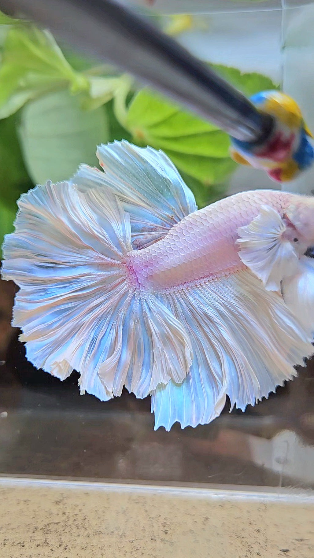 LUXURY HALFMOON FEATHER TAIL WHITE OPAQUE BETTA FISH