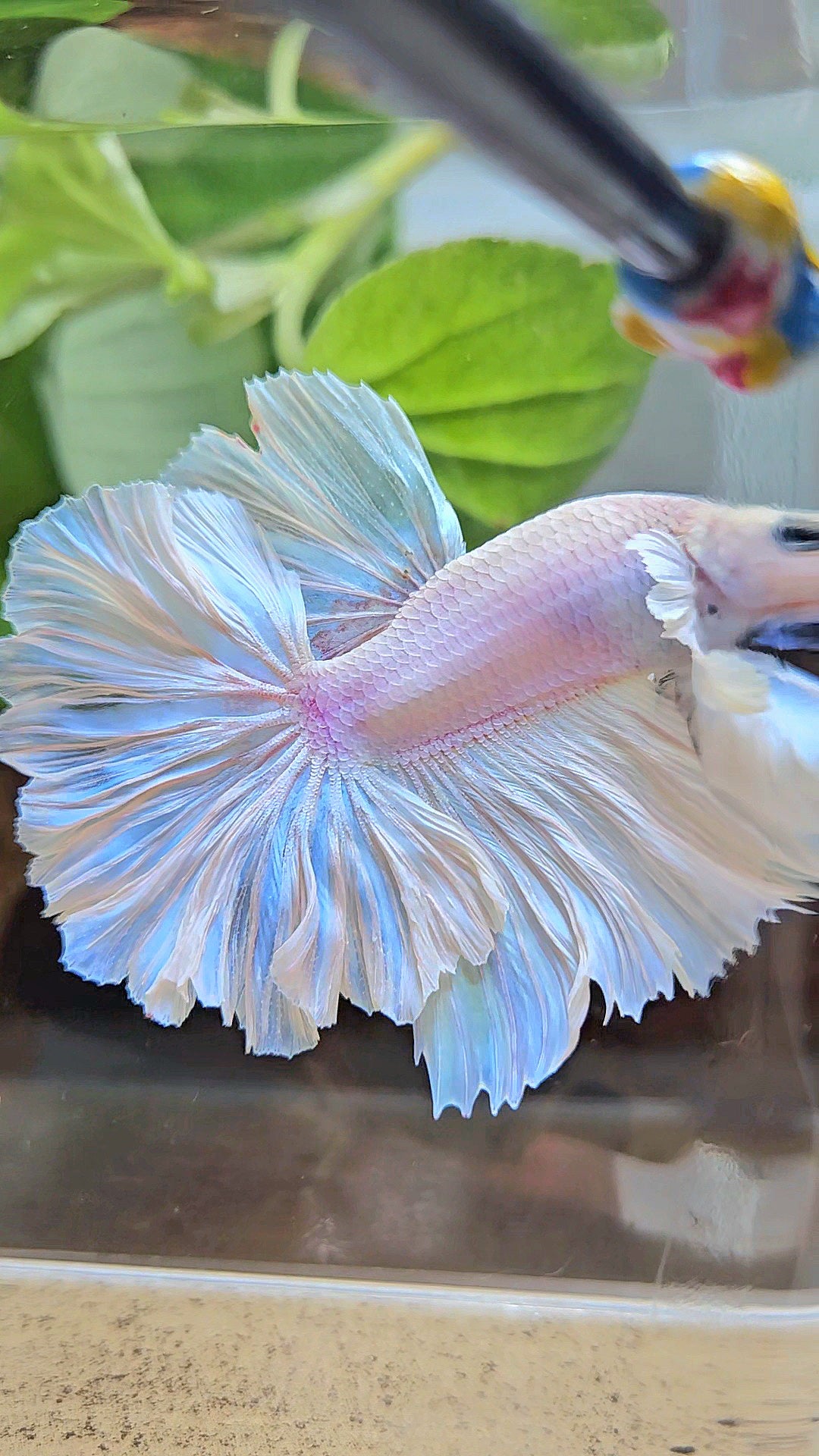 LUXURY HALFMOON FEATHER TAIL WHITE OPAQUE BETTA FISH