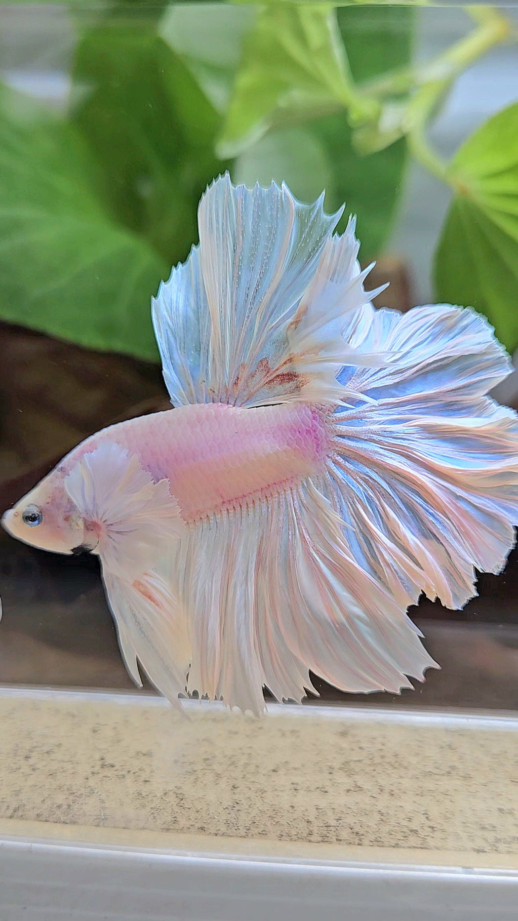 LUXURY HALFMOON FEATHER TAIL WHITE OPAQUE BETTA FISH
