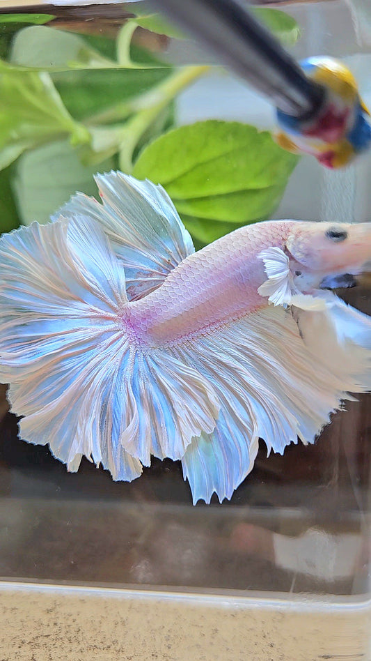 LUXURY HALFMOON FEATHER TAIL WHITE OPAQUE BETTA FISH