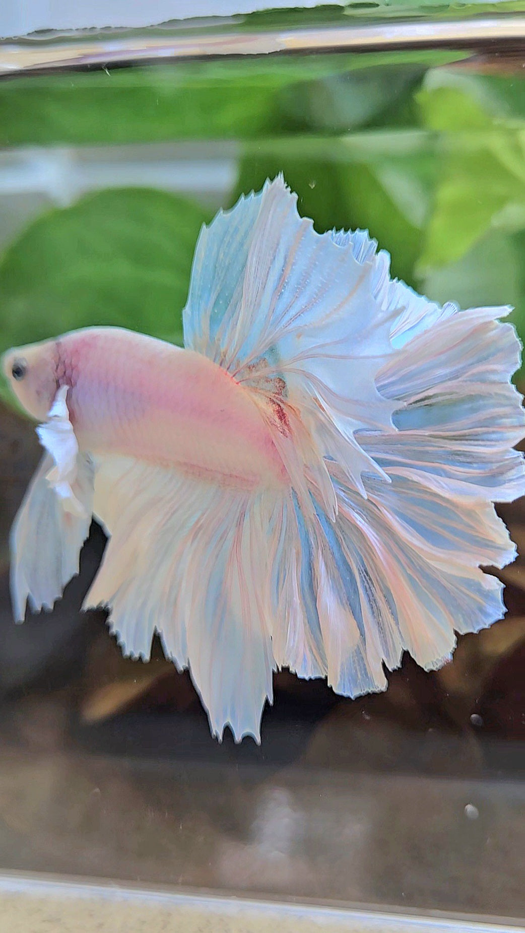 LUXURY HALFMOON FEATHER TAIL WHITE OPAQUE BETTA FISH