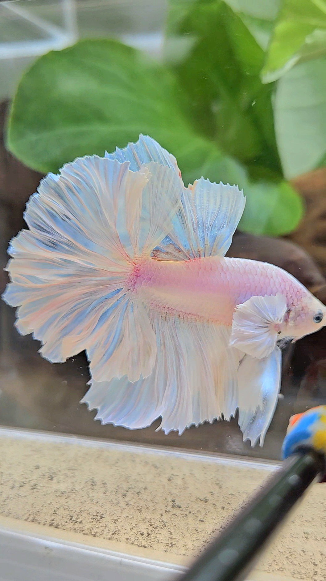 LUXURY HALFMOON FEATHER TAIL WHITE OPAQUE BETTA FISH