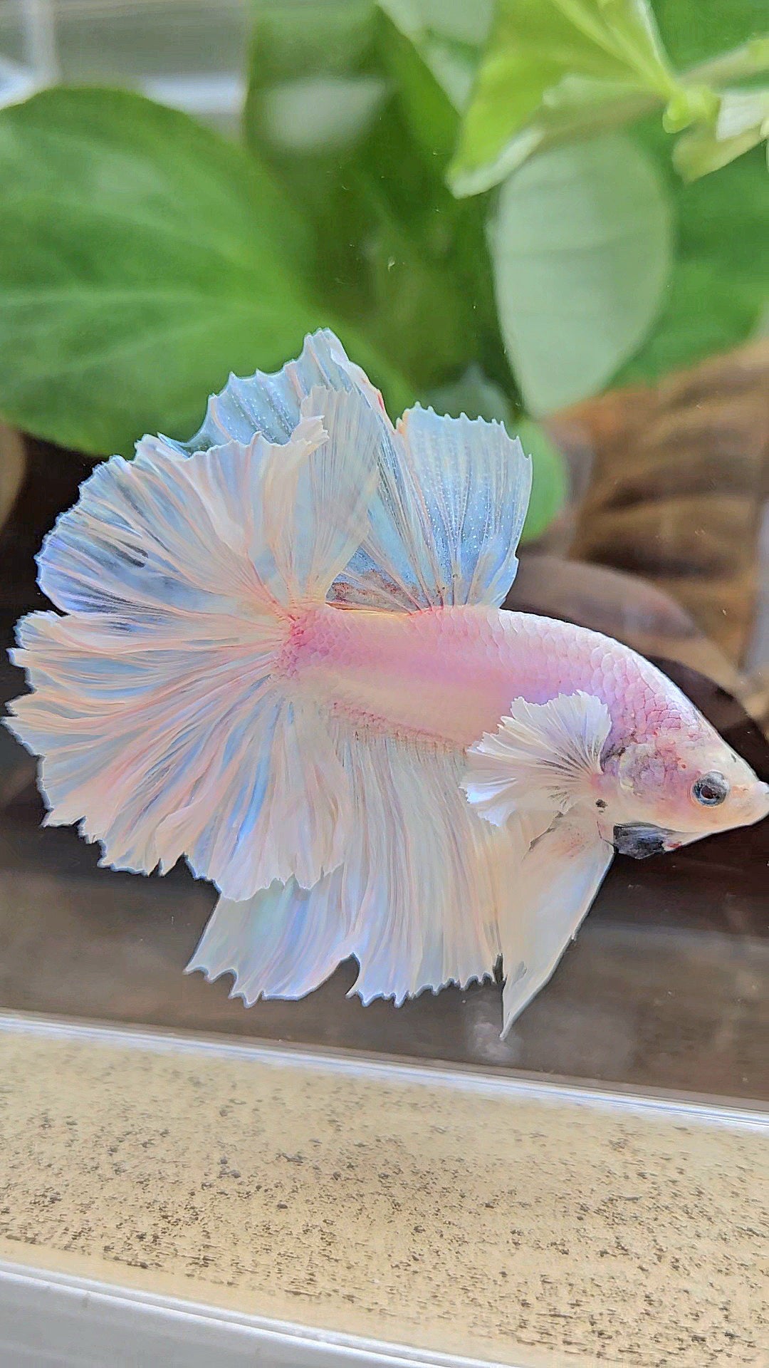 LUXURY HALFMOON FEATHER TAIL WHITE OPAQUE BETTA FISH