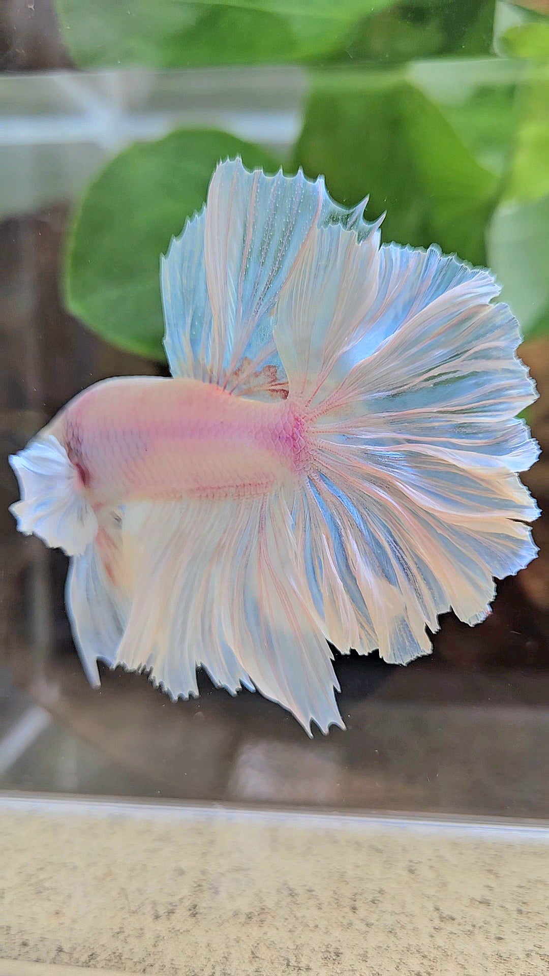LUXURY HALFMOON FEATHER TAIL WHITE OPAQUE BETTA FISH