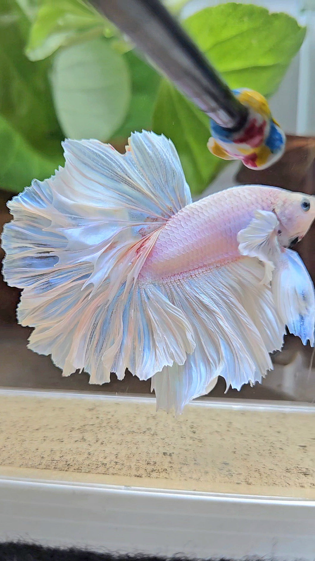 LUXURY HALFMOON FEATHER TAIL WHITE OPAQUE BETTA FISH