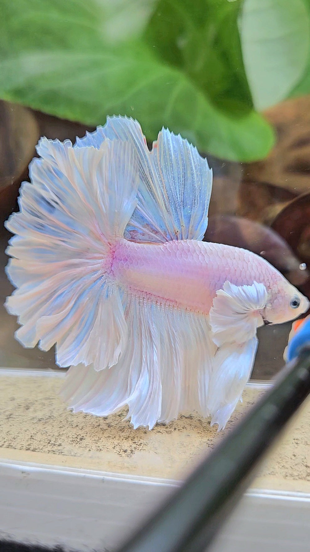 LUXURY HALFMOON FEATHER TAIL WHITE OPAQUE BETTA FISH