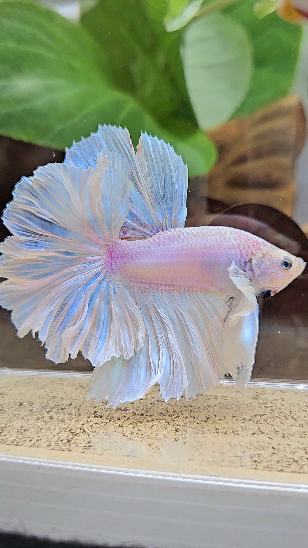 LUXURY HALFMOON FEATHER TAIL WHITE OPAQUE BETTA FISH