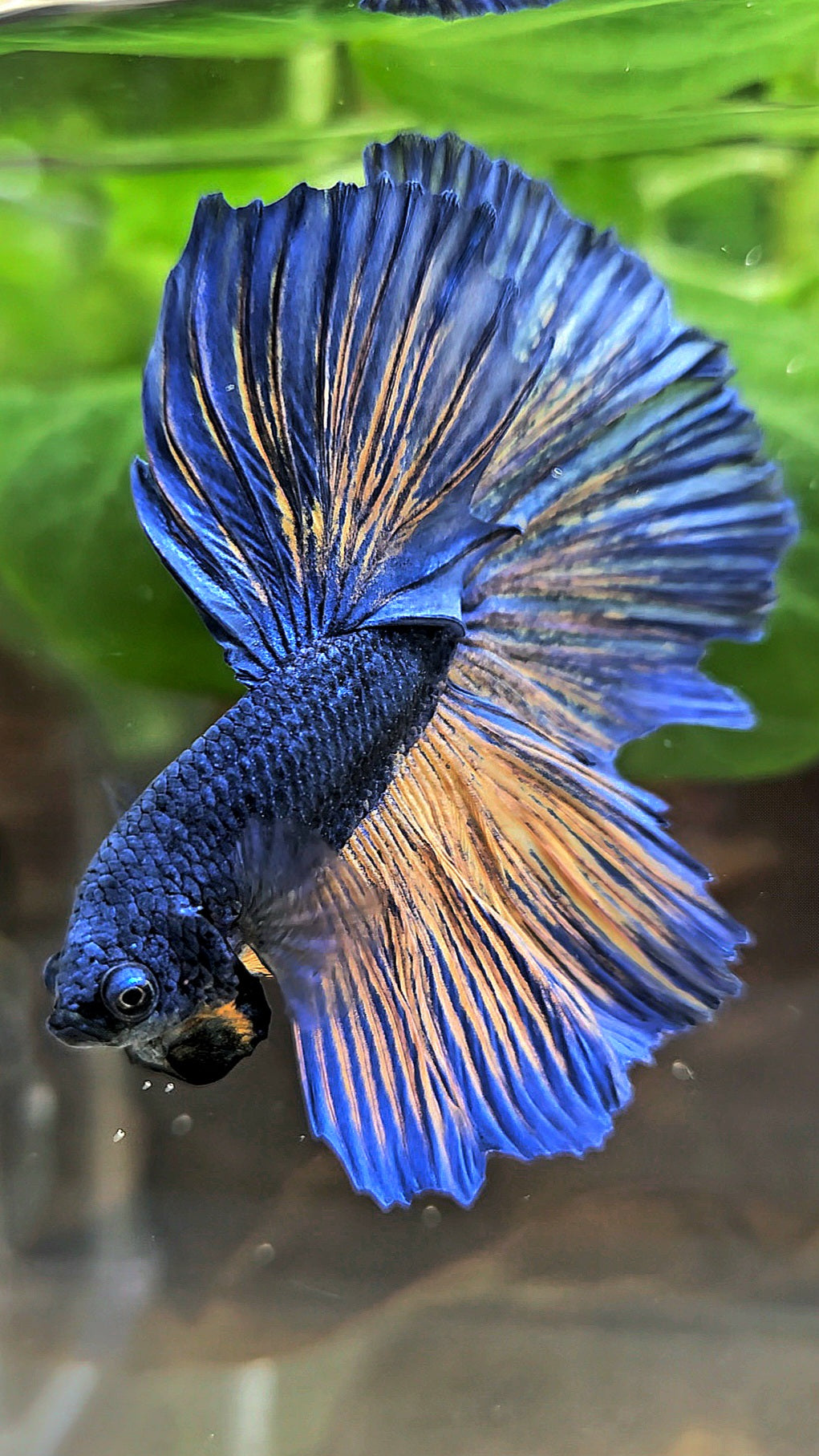 HALFMOON BLUE YELLOW MUSTARD GAS BETTA FISH