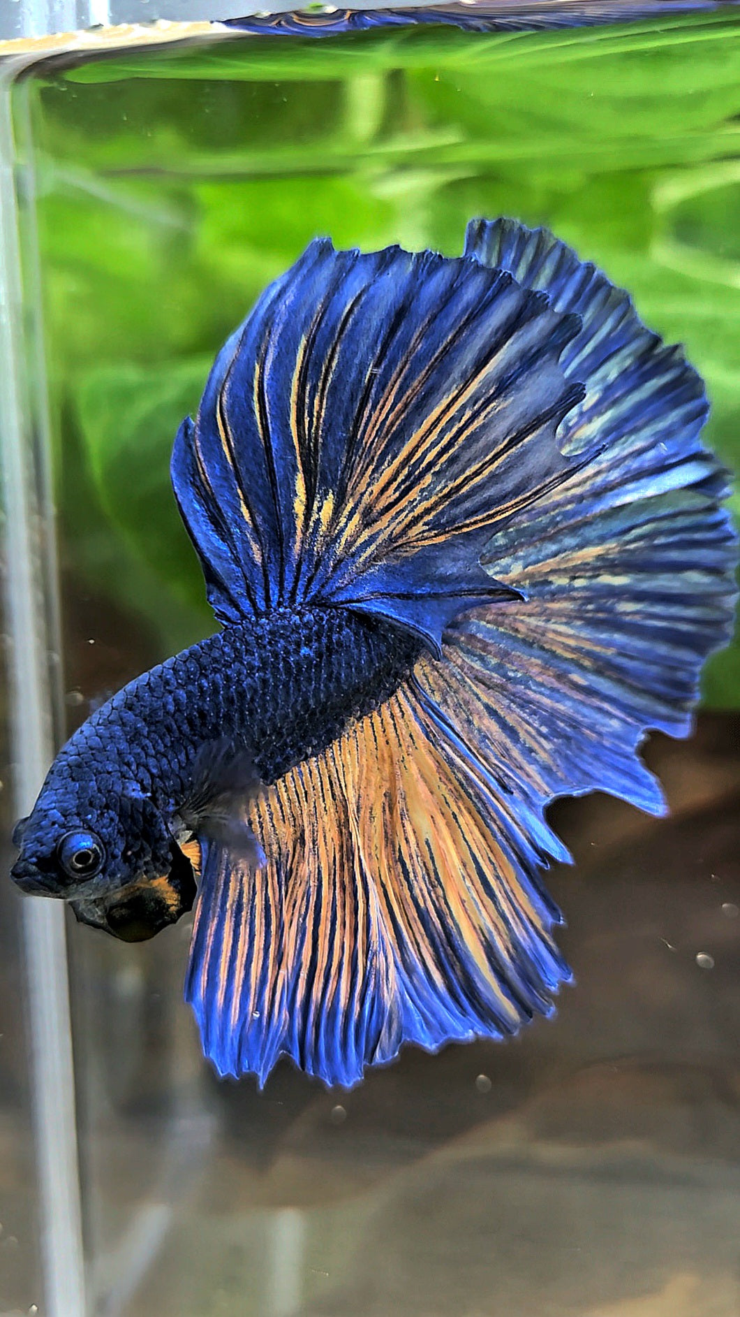 HALFMOON BLUE YELLOW MUSTARD GAS BETTA FISH