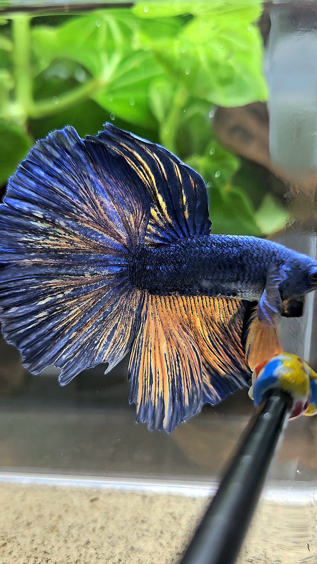 HALFMOON BLUE YELLOW MUSTARD GAS BETTA FISH