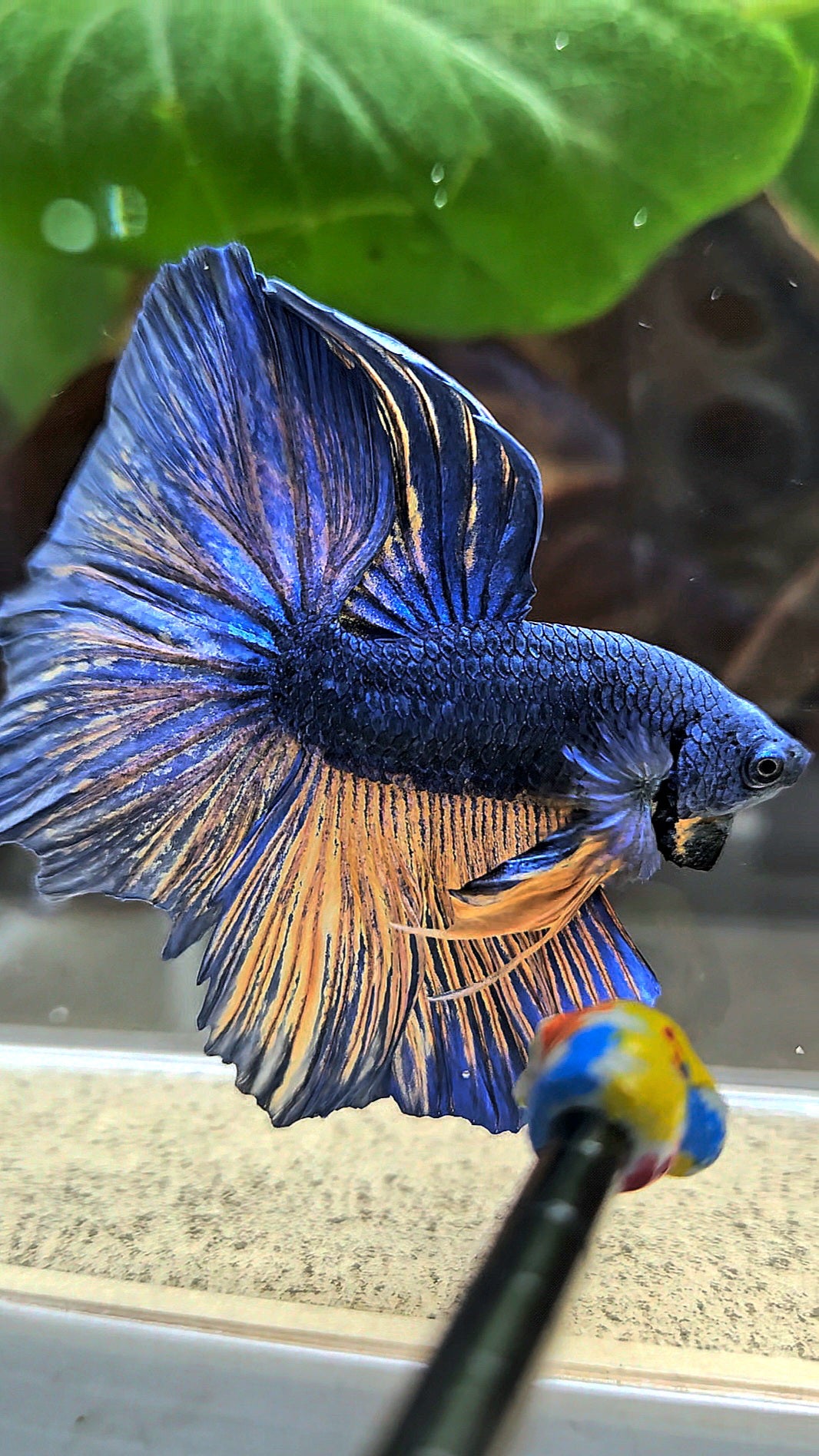 HALFMOON BLUE YELLOW MUSTARD GAS BETTA FISH