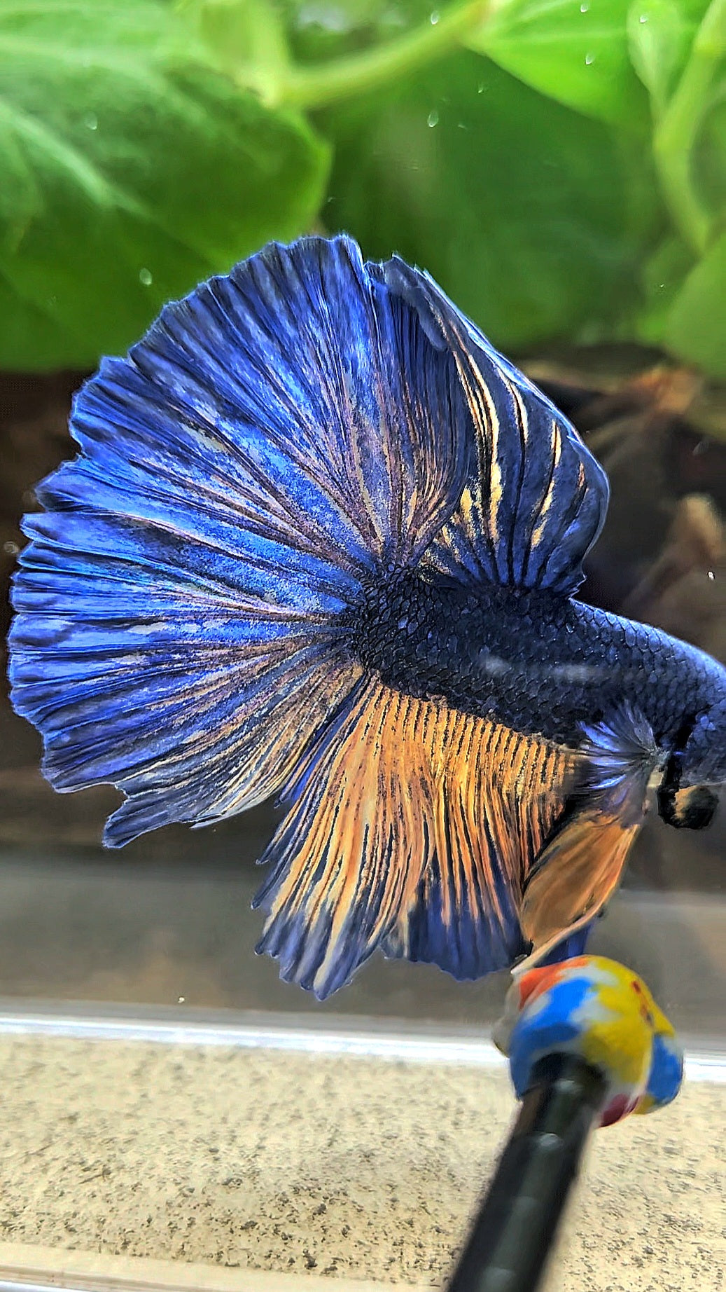 HALFMOON BLUE YELLOW MUSTARD GAS BETTA FISH