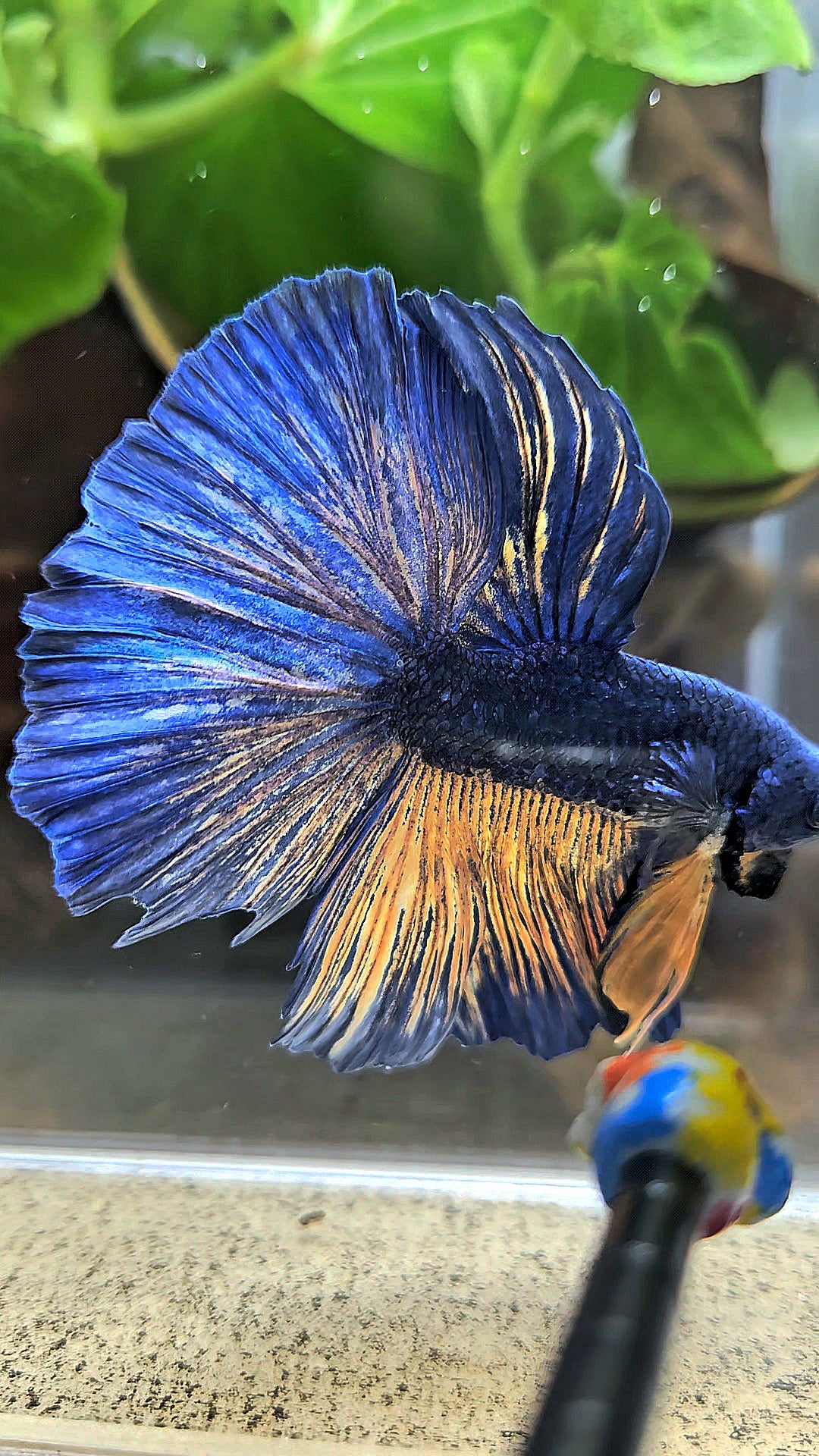 HALFMOON BLUE YELLOW MUSTARD GAS BETTA FISH