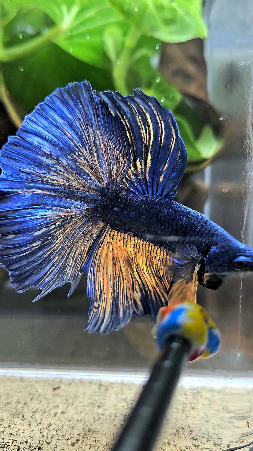 HALFMOON BLUE YELLOW MUSTARD GAS BETTA FISH