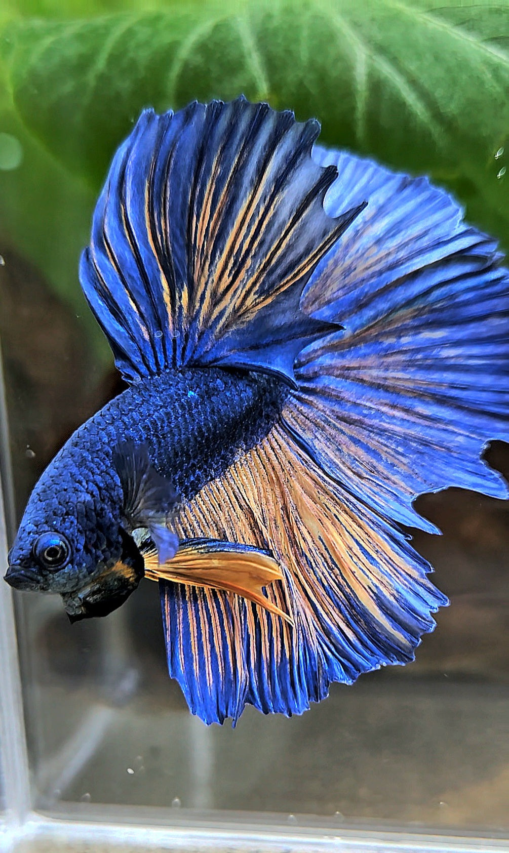 HALFMOON BLUE YELLOW MUSTARD GAS BETTA FISH
