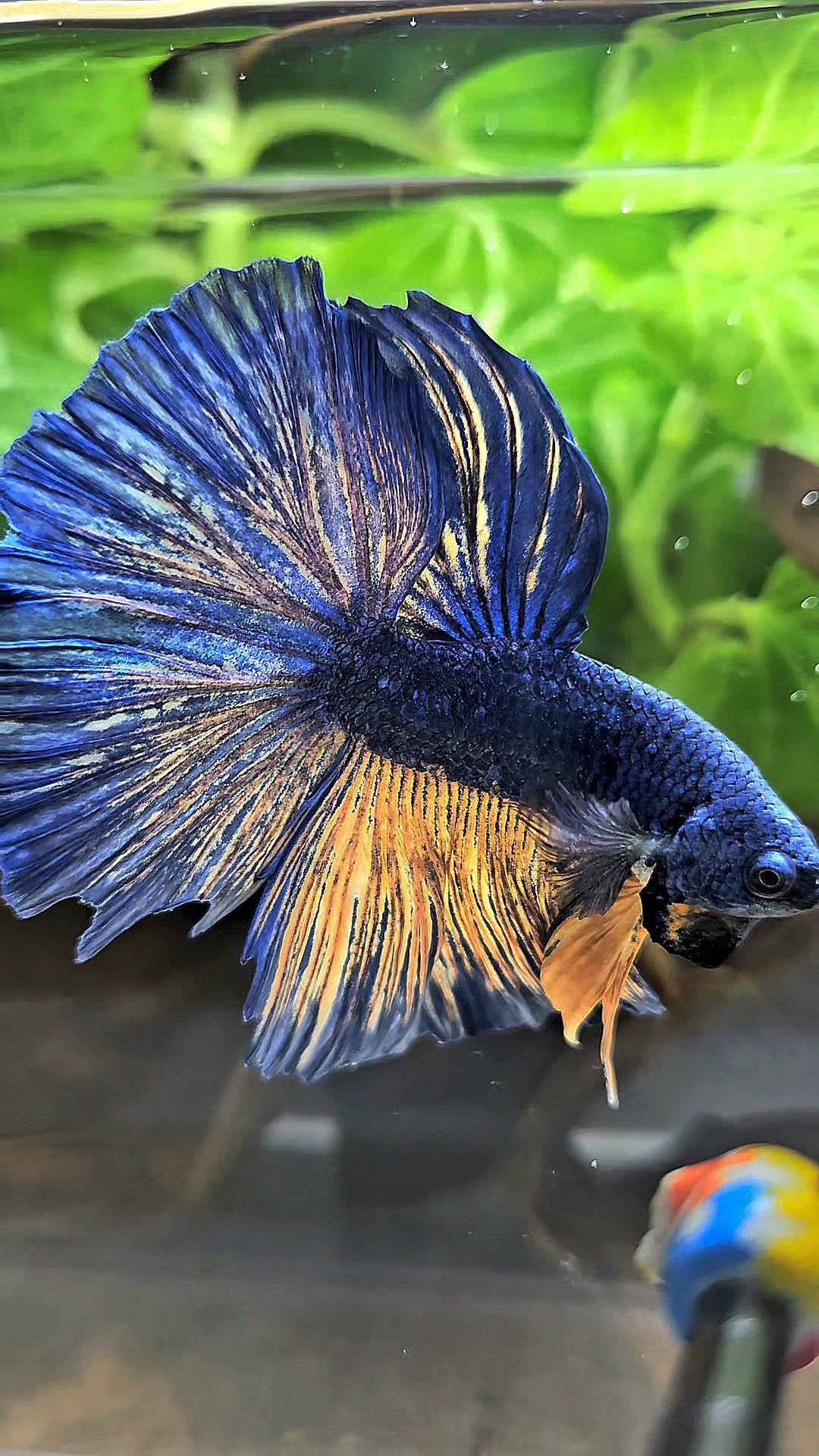 HALFMOON BLUE YELLOW MUSTARD GAS BETTA FISH