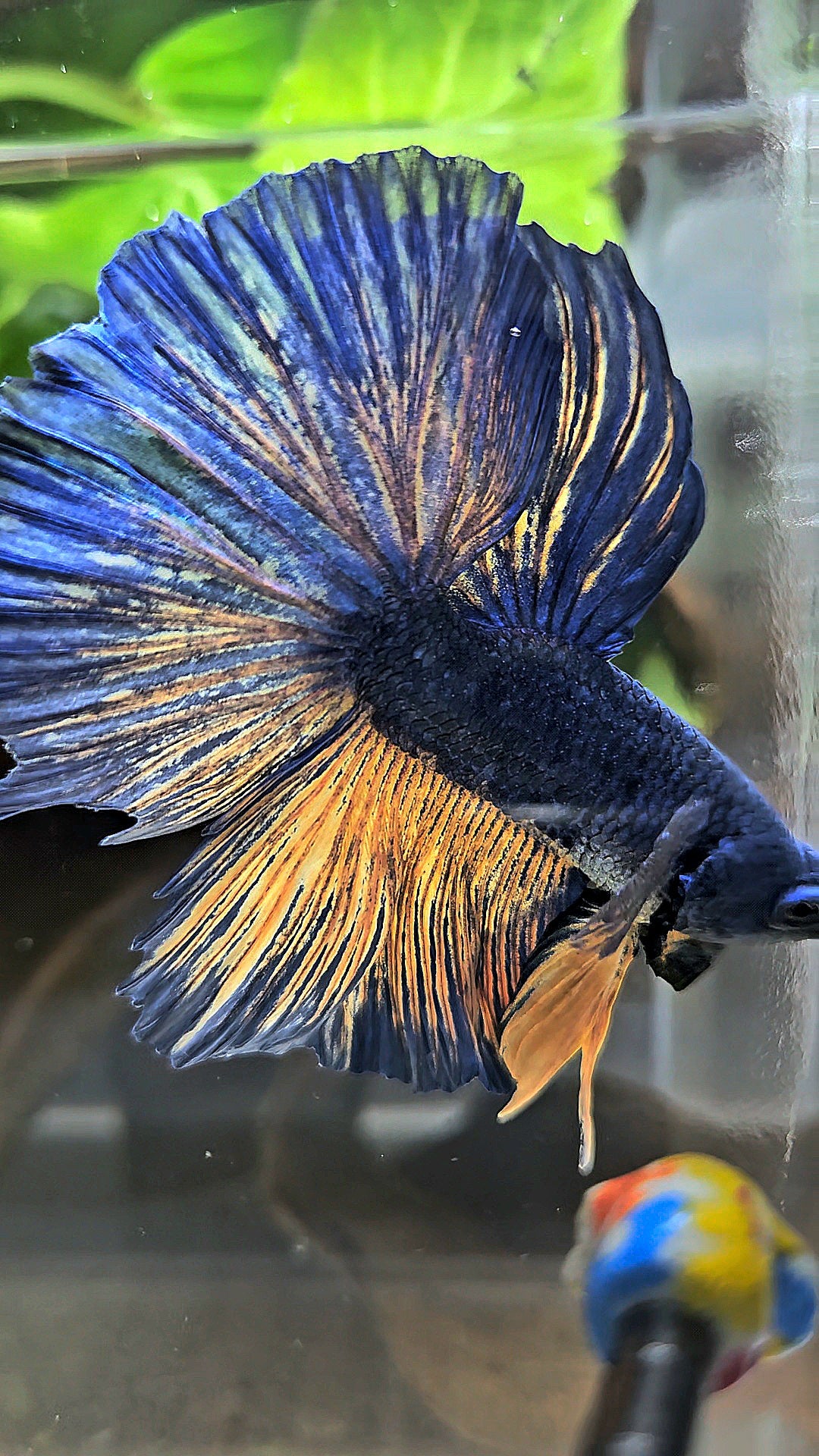 HALFMOON BLUE YELLOW MUSTARD GAS BETTA FISH