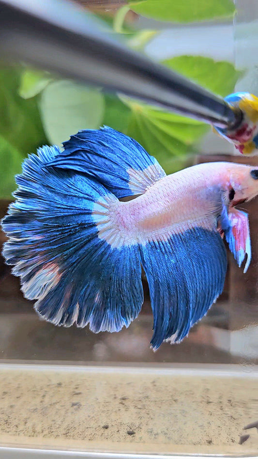 HALFMOON ROSETAIL BLUE RIM BICOLOR PINK FLAMINGGO BETTA FISH