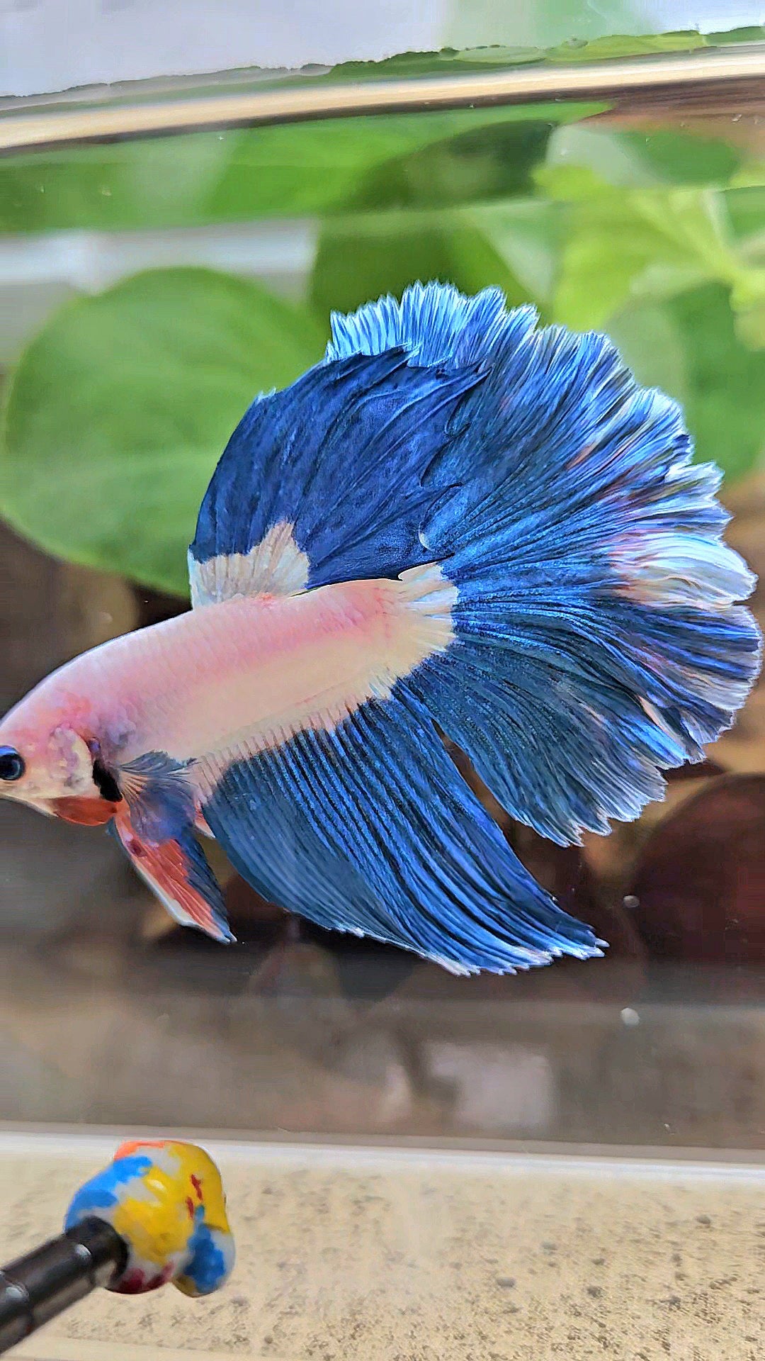 HALFMOON ROSETAIL BLUE RIM BICOLOR PINK FLAMINGGO BETTA FISH