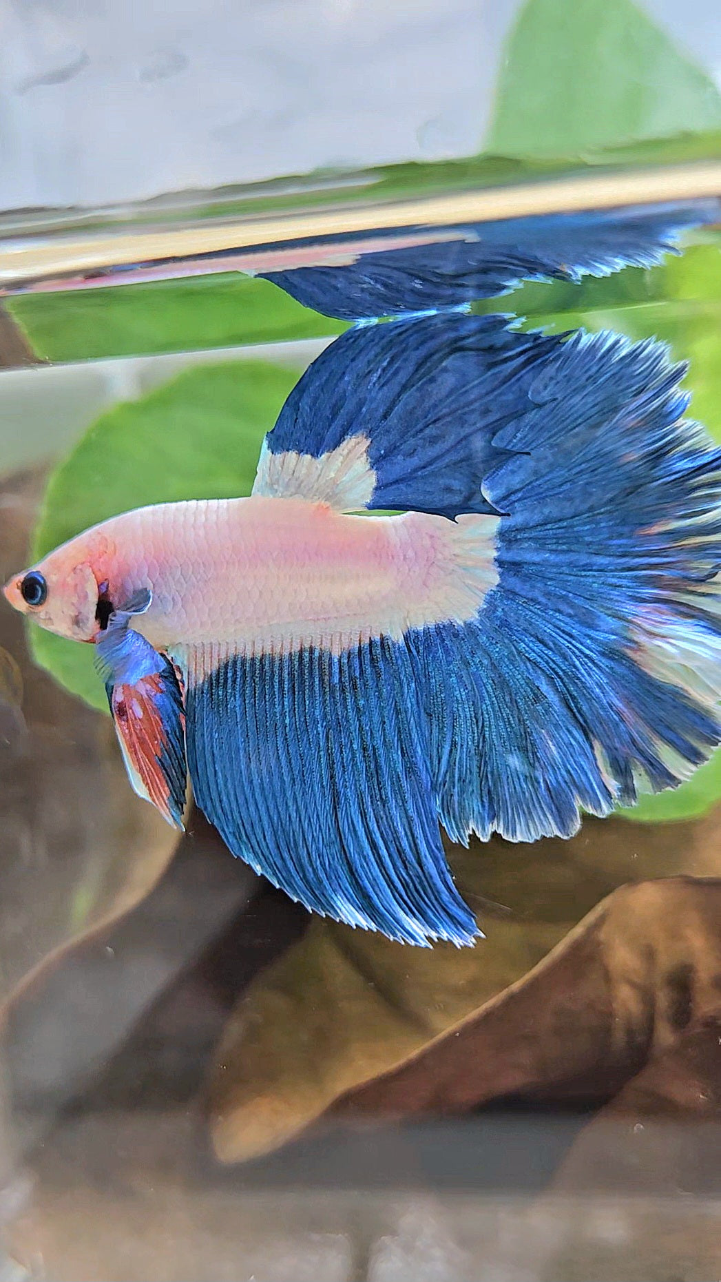 HALFMOON ROSETAIL BLUE RIM BICOLOR PINK FLAMINGGO BETTA FISH